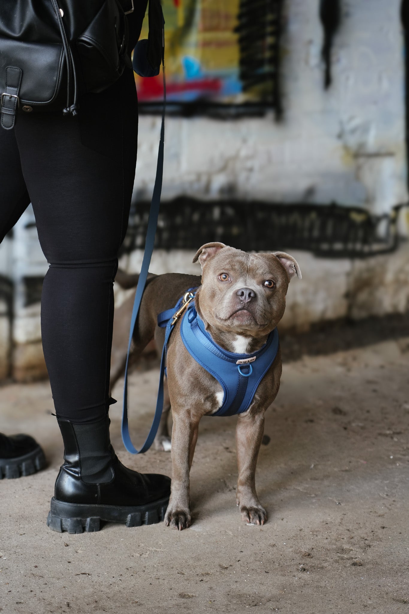 Honden en Halloween: veilige griezelpret voor je viervoeter