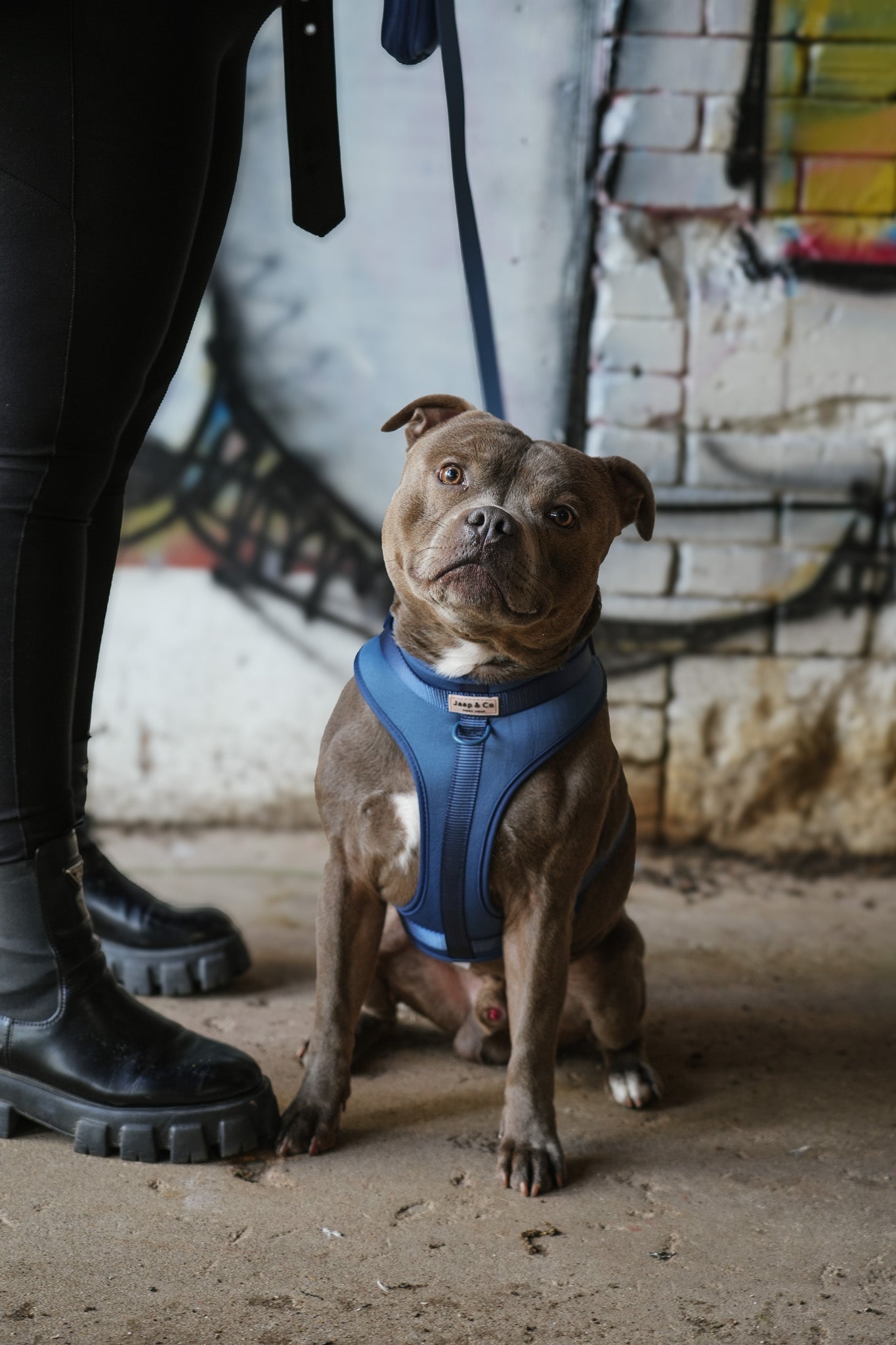 Net een puppy? Zo start je het perfecte avontuur samen