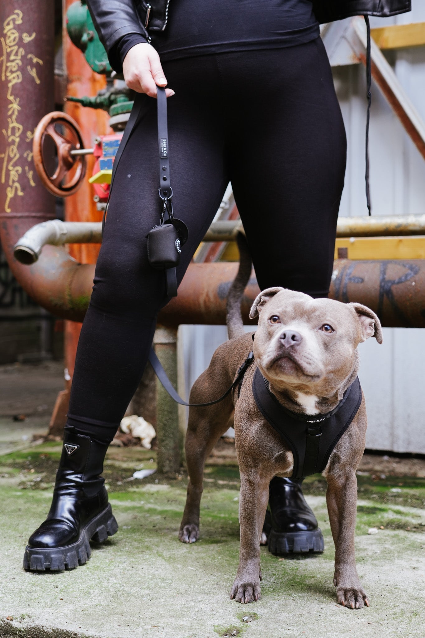 Wat maakt een hondentuig écht waterproof?