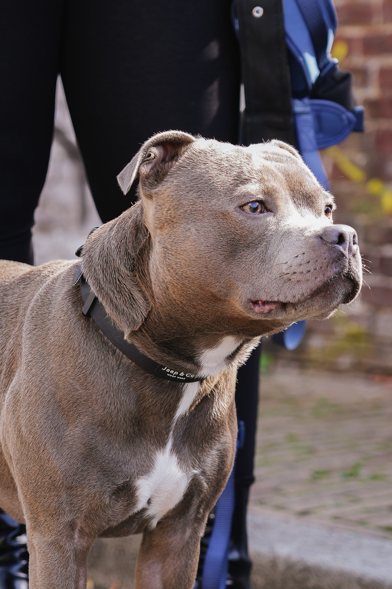 De beste waterproof tuigjes voor honden in de winter