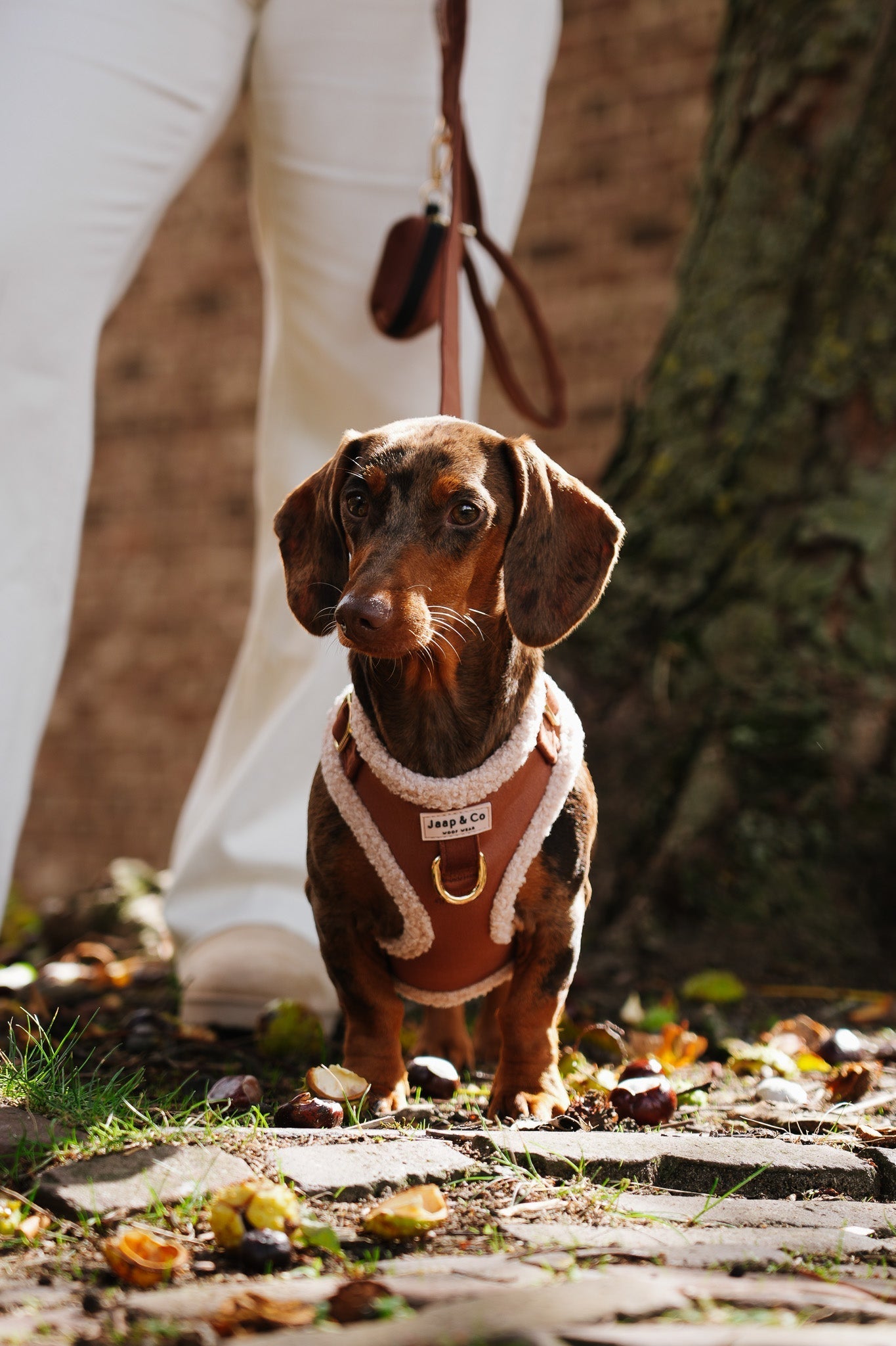 Hondenproof surprises voor Sinterklaas