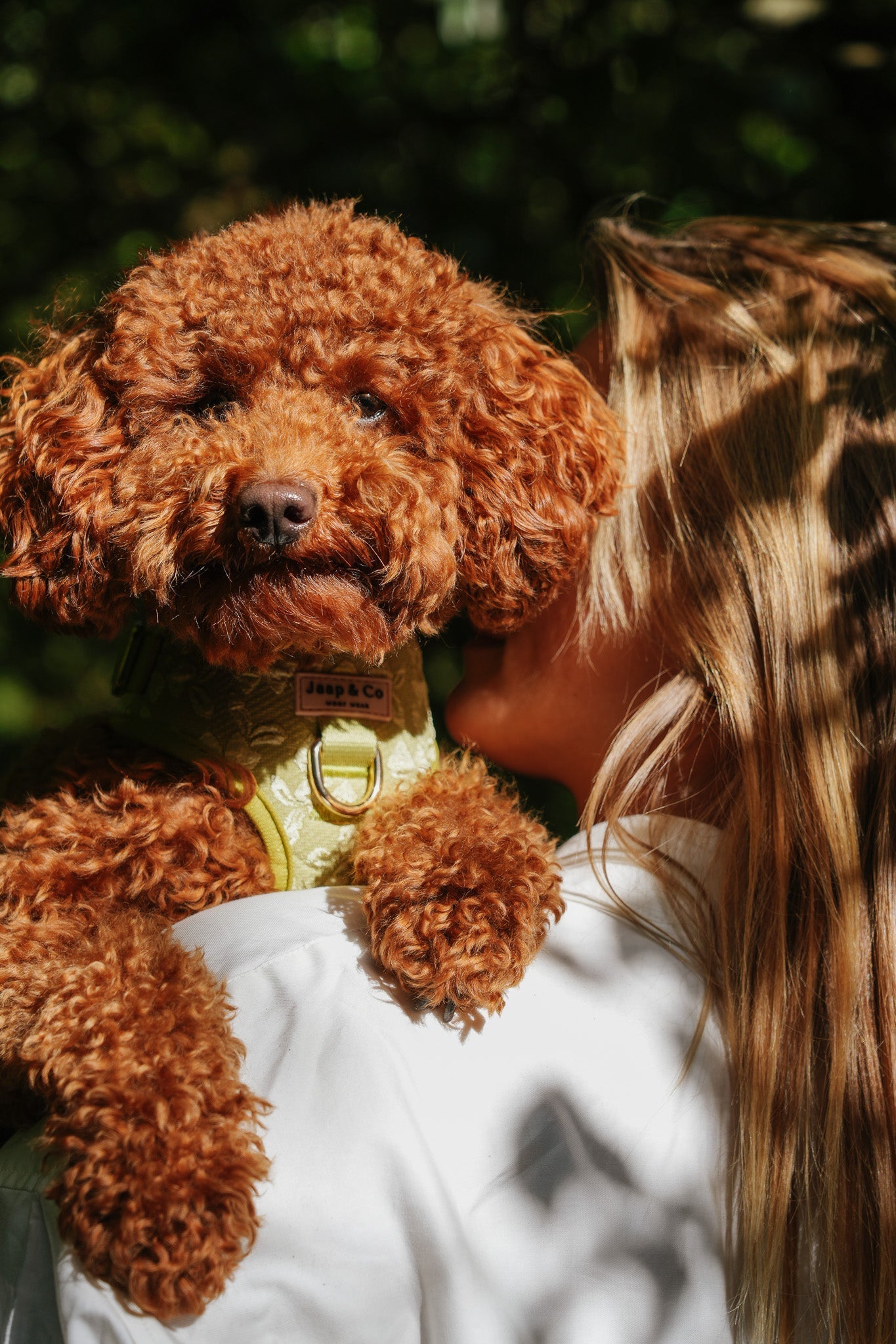 Schoolhonden in actie: leren en spelen met je viervoeter