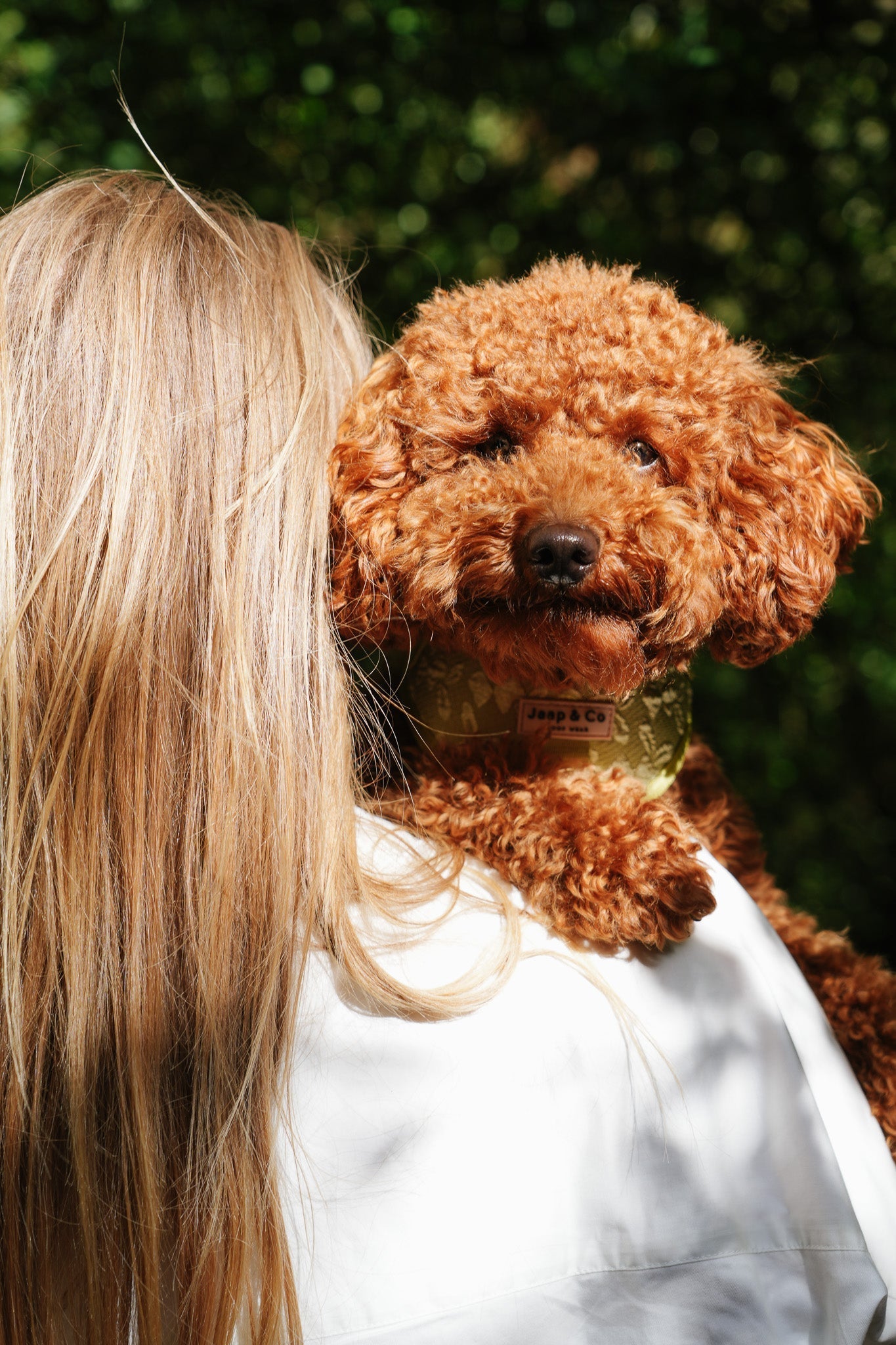 Kerstavond met je hond: gezelligheid, lichtjes en warmte