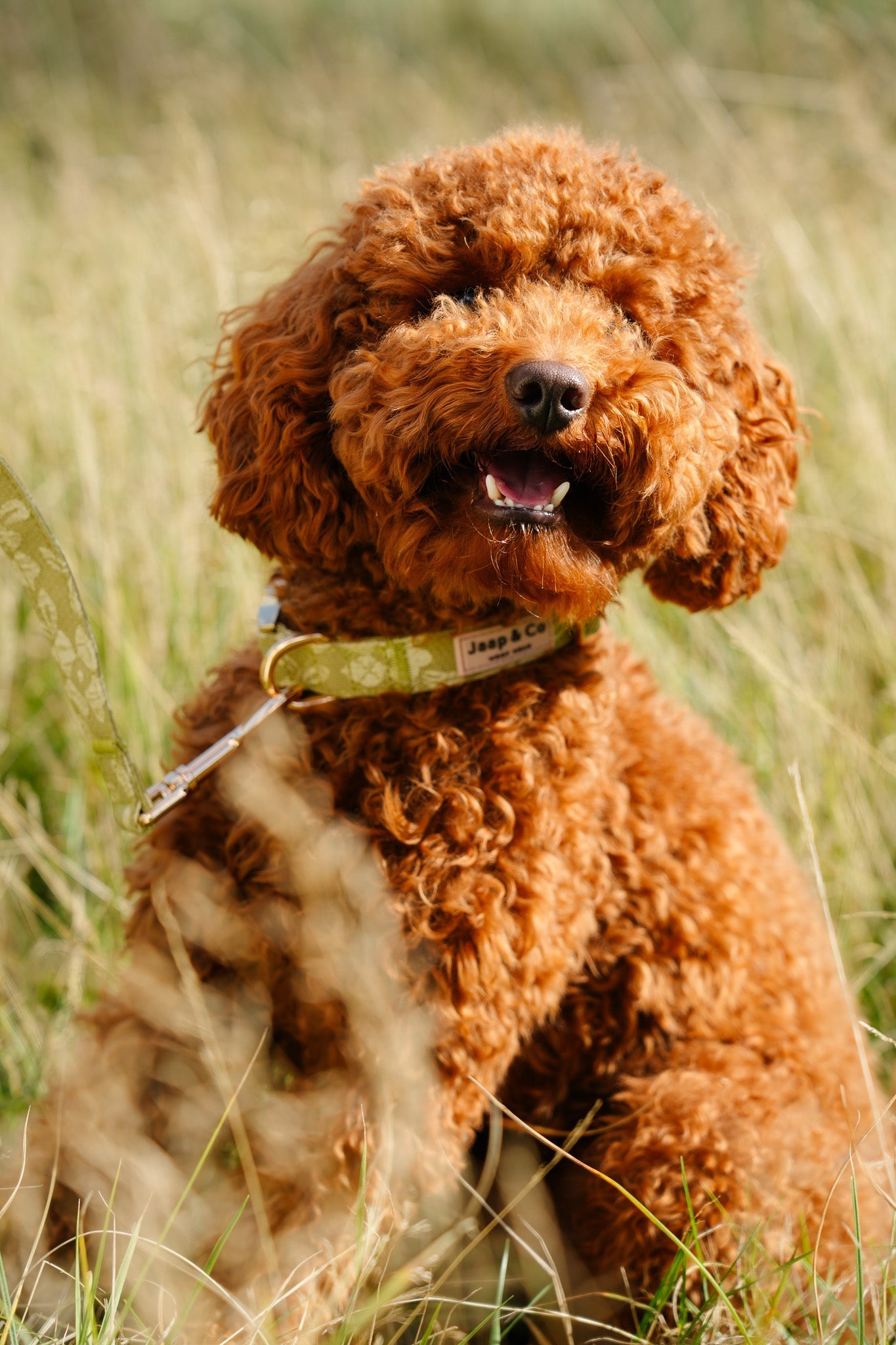 Vachtverzorging in de winter: borstelen, controleren op klitten en de wintervacht