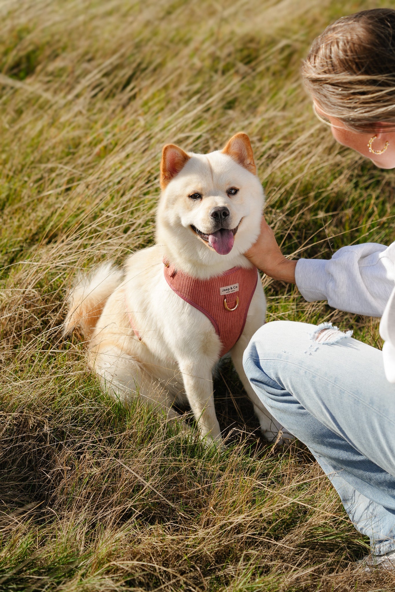 Honden & feestdagen: hoe maak je december stressvrij voor je viervoeter