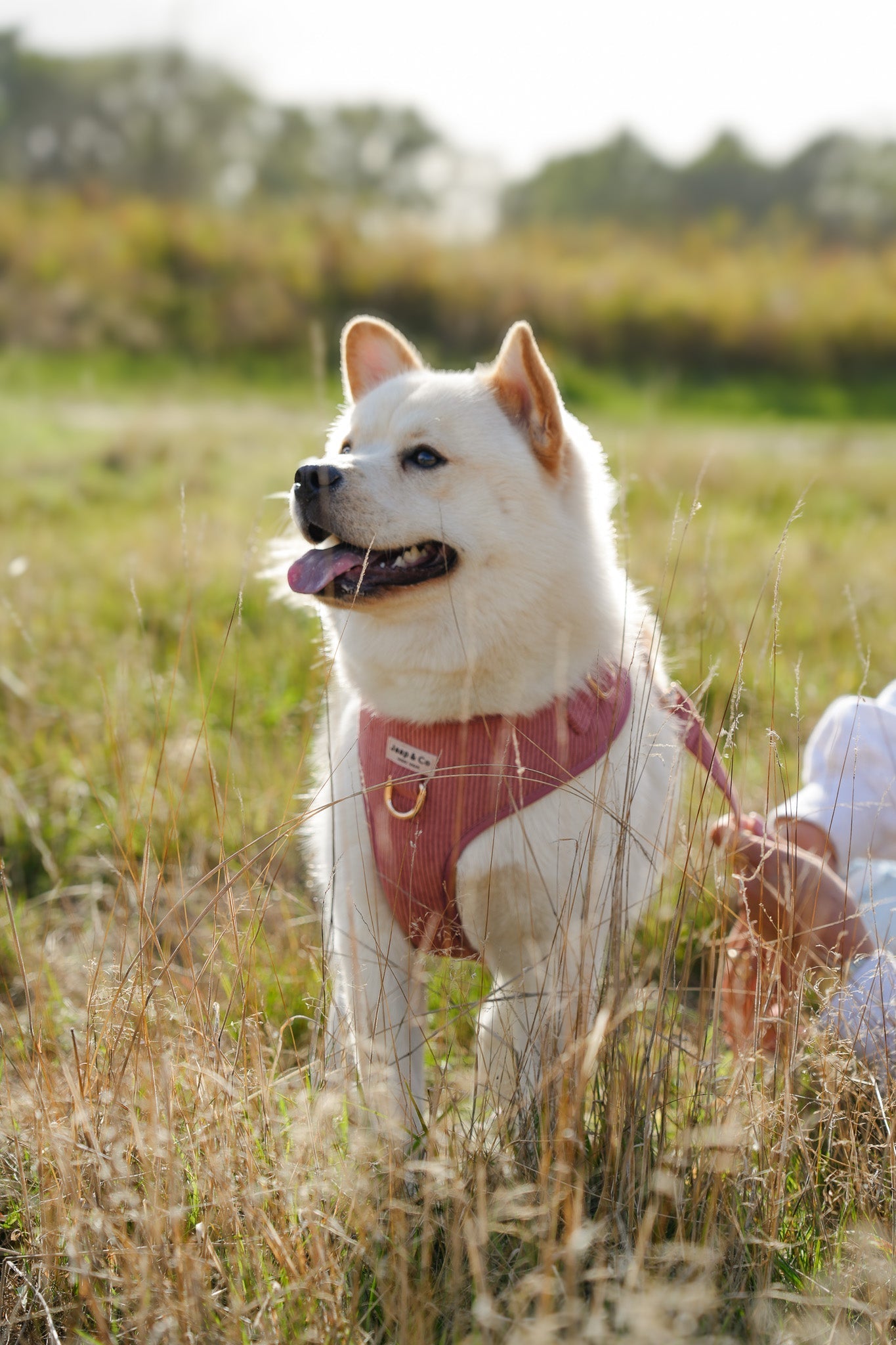 Roadtrip met je hond: tips voor een comfortabel avontuur