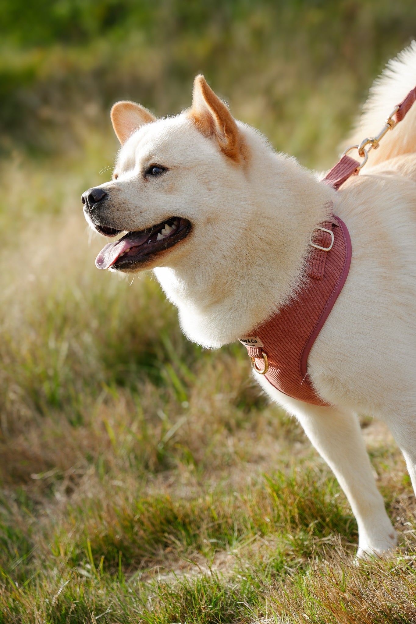 Tweede Kerstdag met je Hond: Gezelligheid en Kwispelende Vrienden