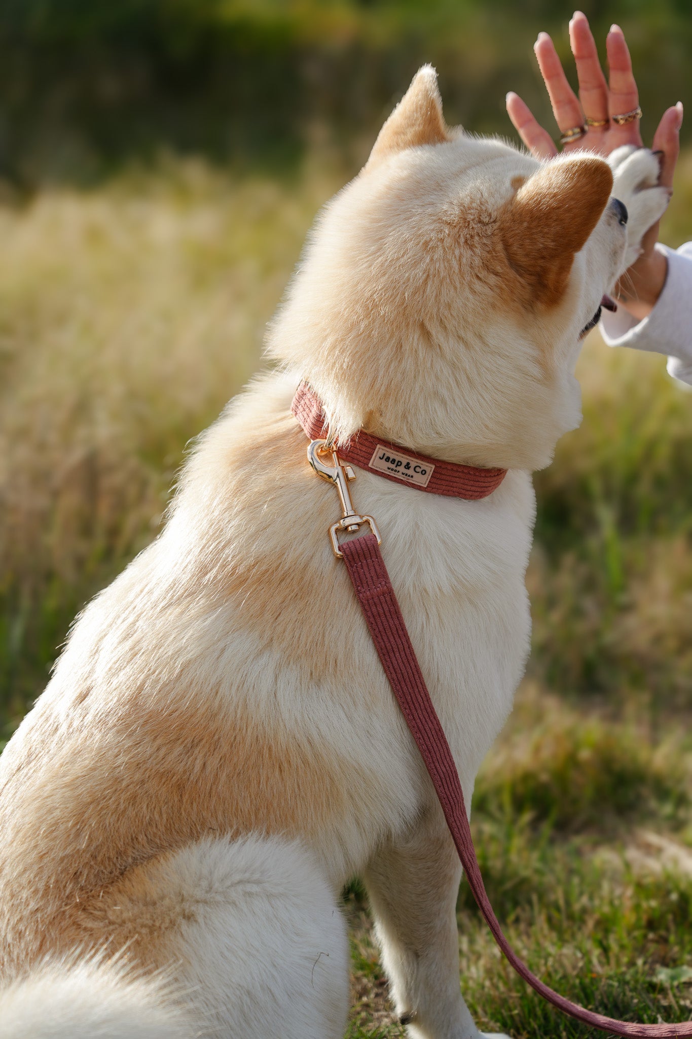 Hondenparken: waar blije pootjes vrij kunnen rennen
