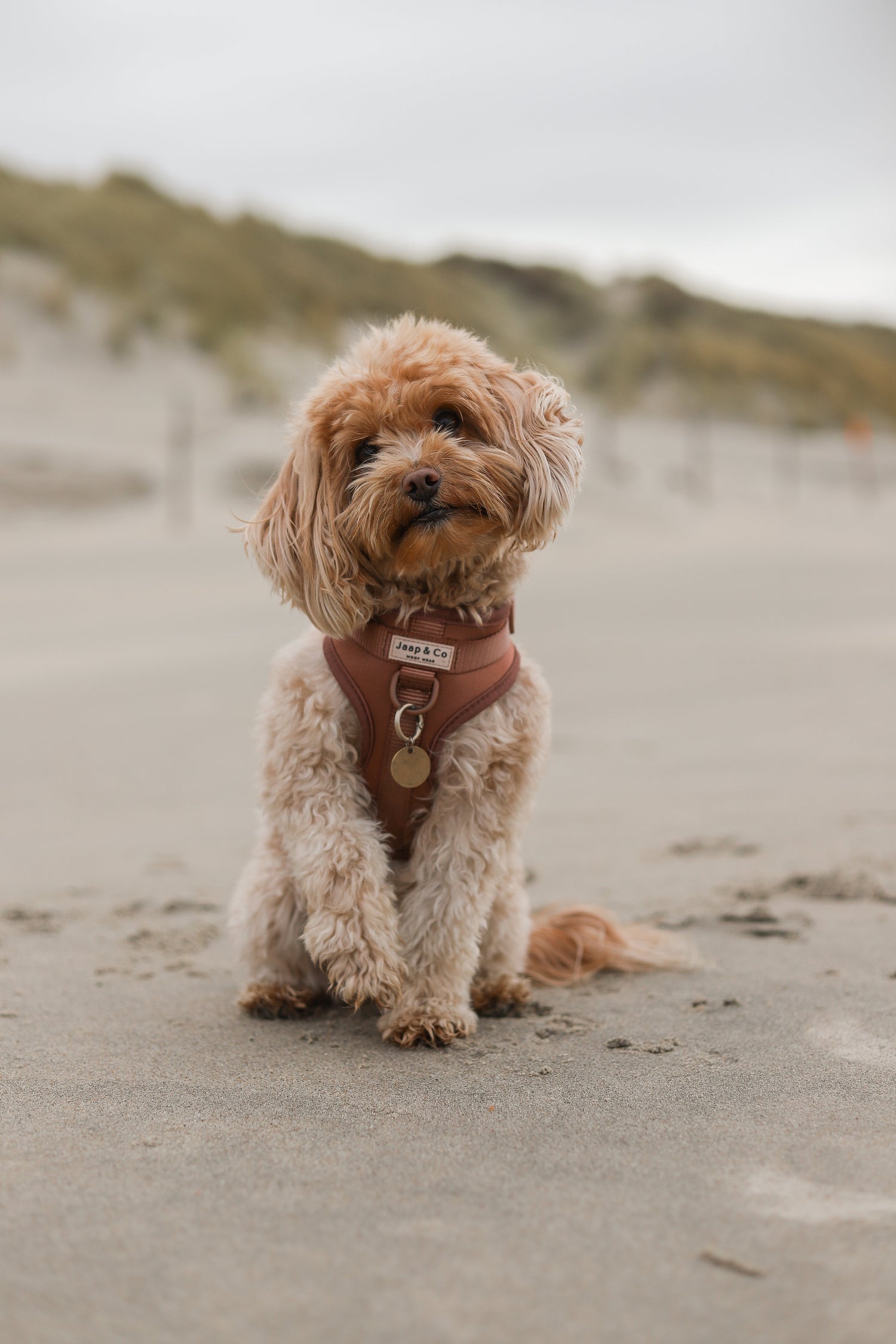 Wat mag een hond wel en niet eten? De complete lijst voor hondeneigenaren