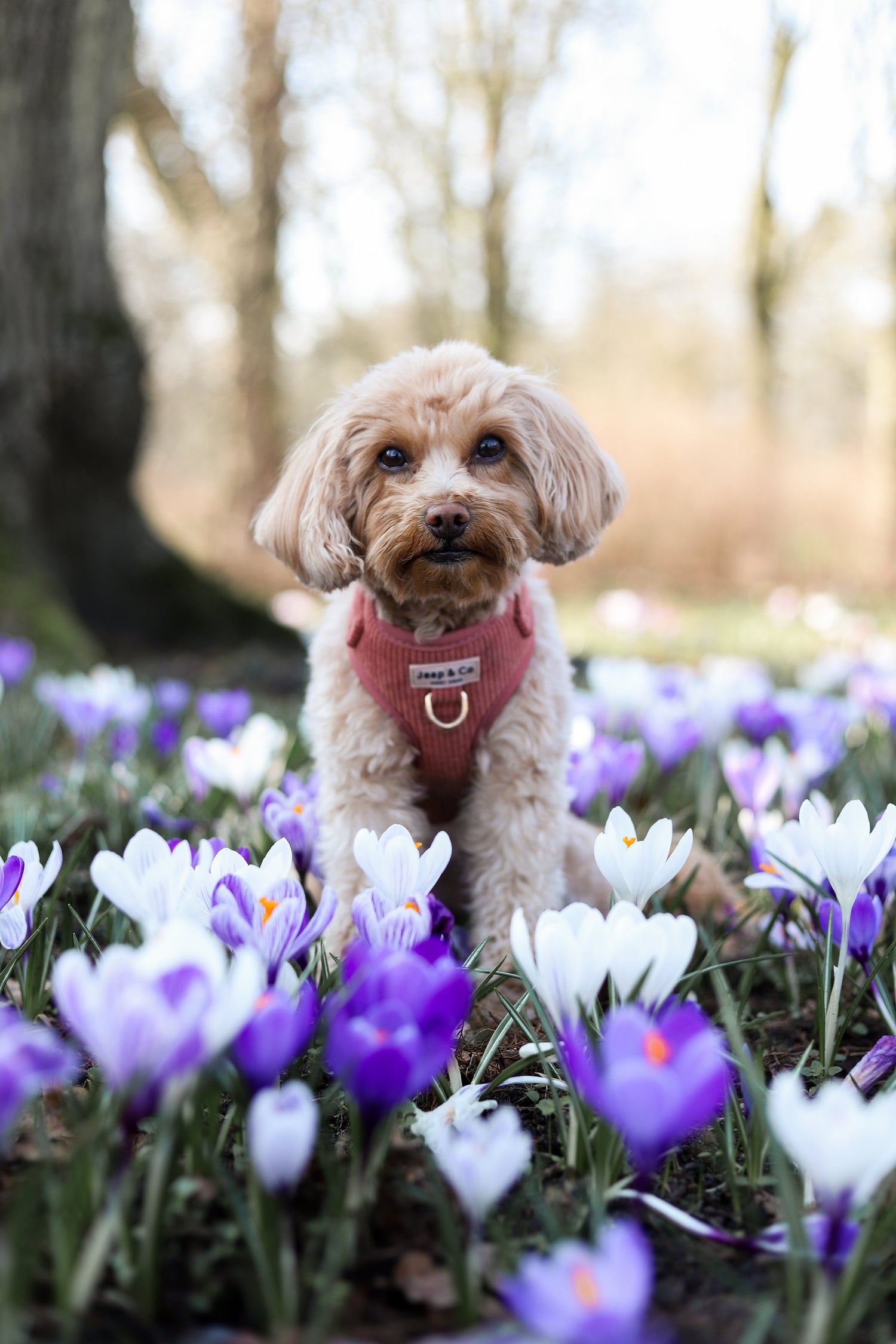 Lente fotoshoot met je hond: 5 tips voor de mooiste foto’s | Jaap & Co Woof wear