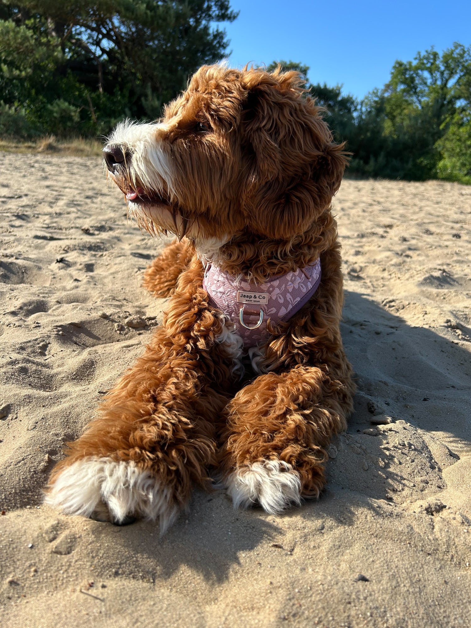 Zomerse hondendates: stijlvol en comfortabel | Jaap&Co Woof Wear