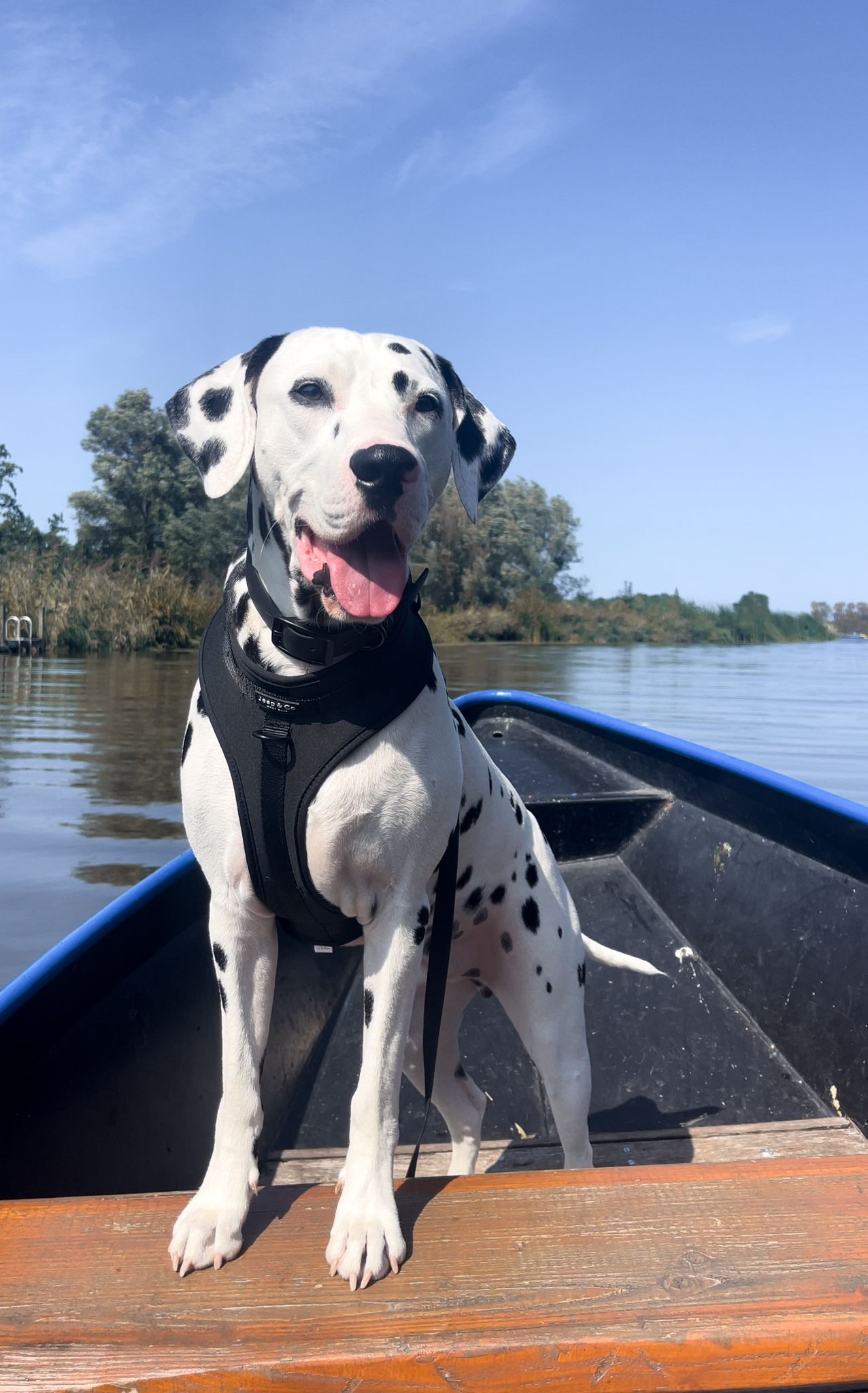 Mag mijn hond zwemmen? Alles wat je moet weten voor een veilige zomerdip