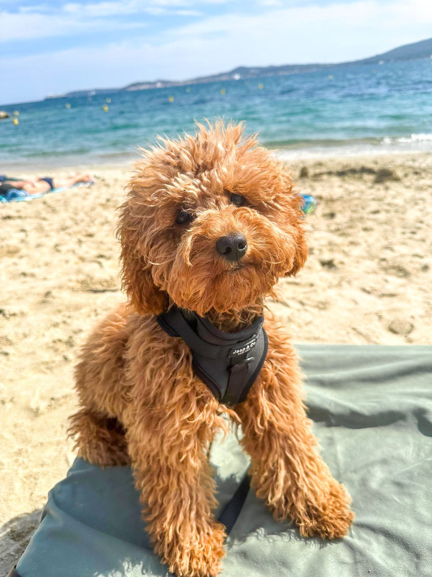 De 7 leukste hondvriendelijke restaurants aan zee in Nederland