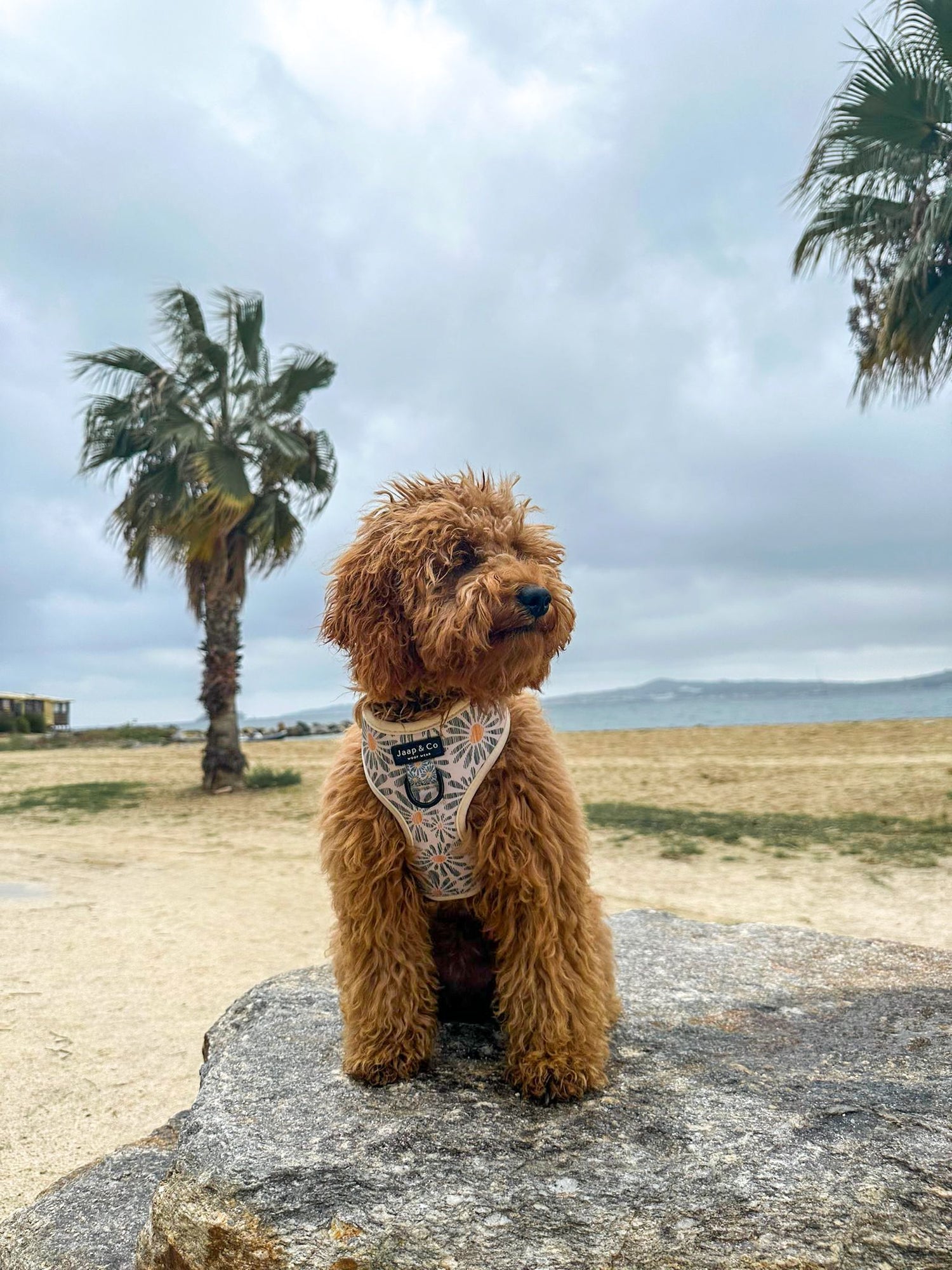Honden op Vakantie: De Beste Tips voor een Onvergetelijke Reis met Je Hond