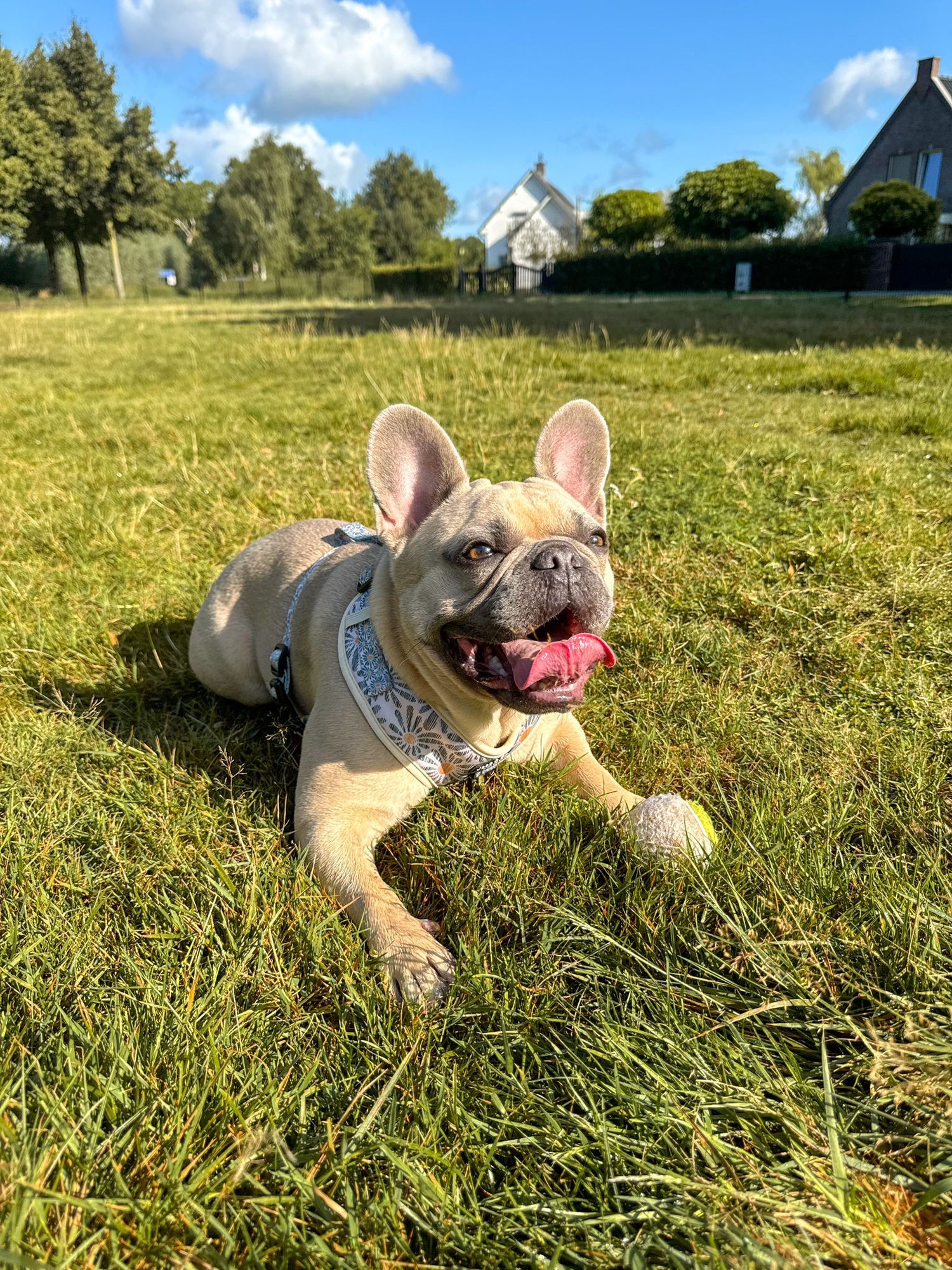 Lente collectie hondentuigje franse bulldog 