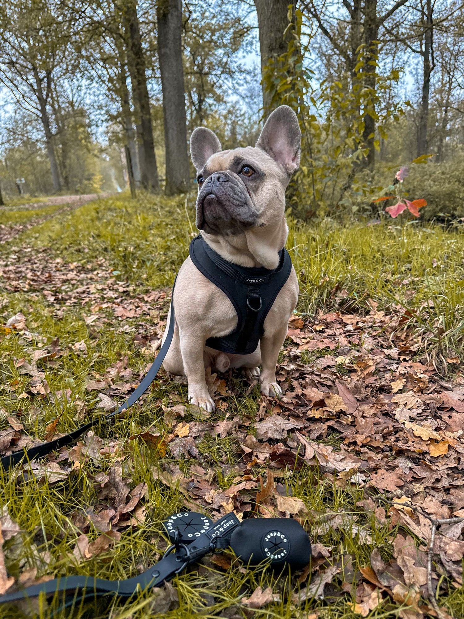 De 7 mooiste herfstwandelingen in Nederland om samen met je hond te maken