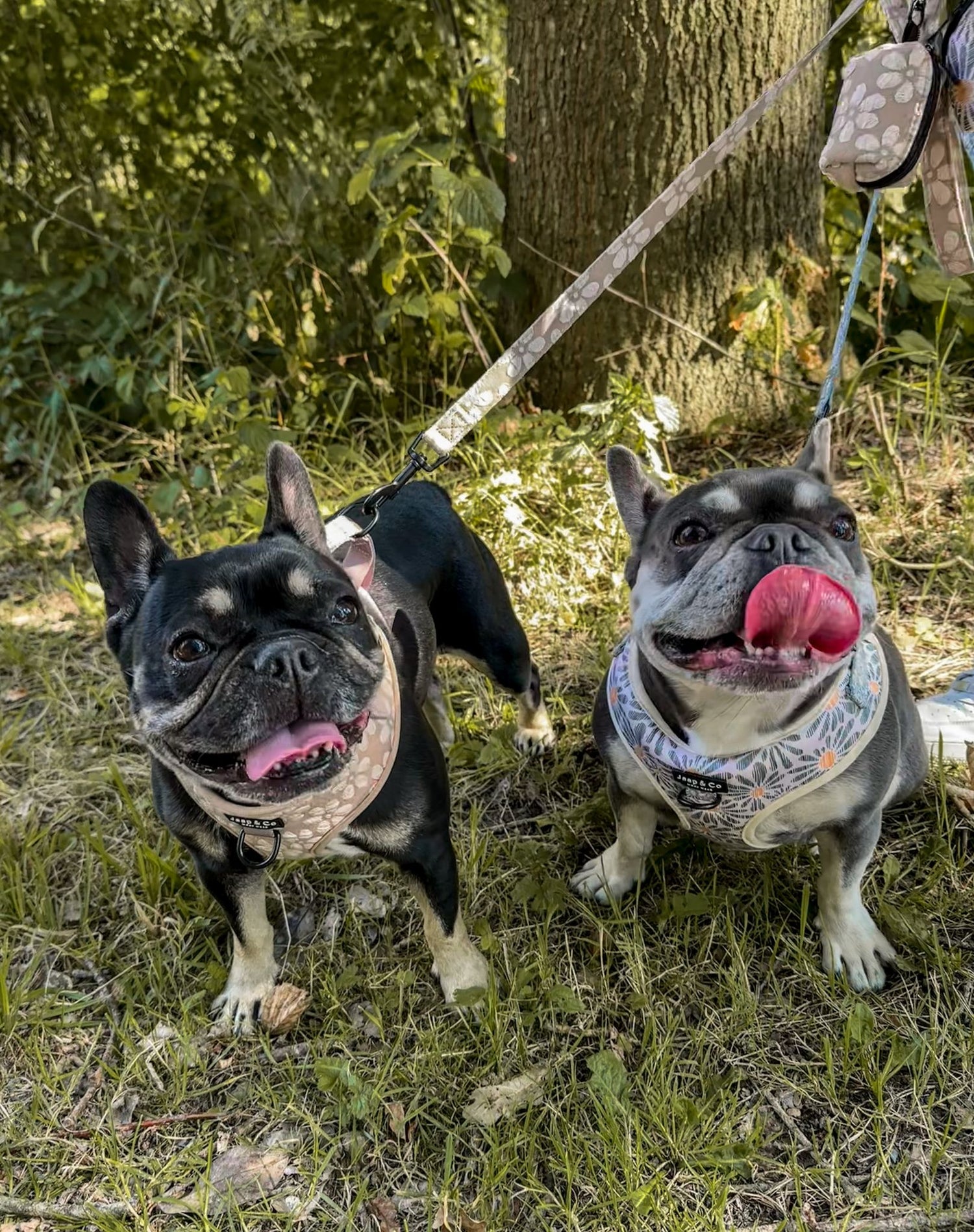 5 Tips om Je Hond Comfortabel te Houden tijdens Warme Dagen