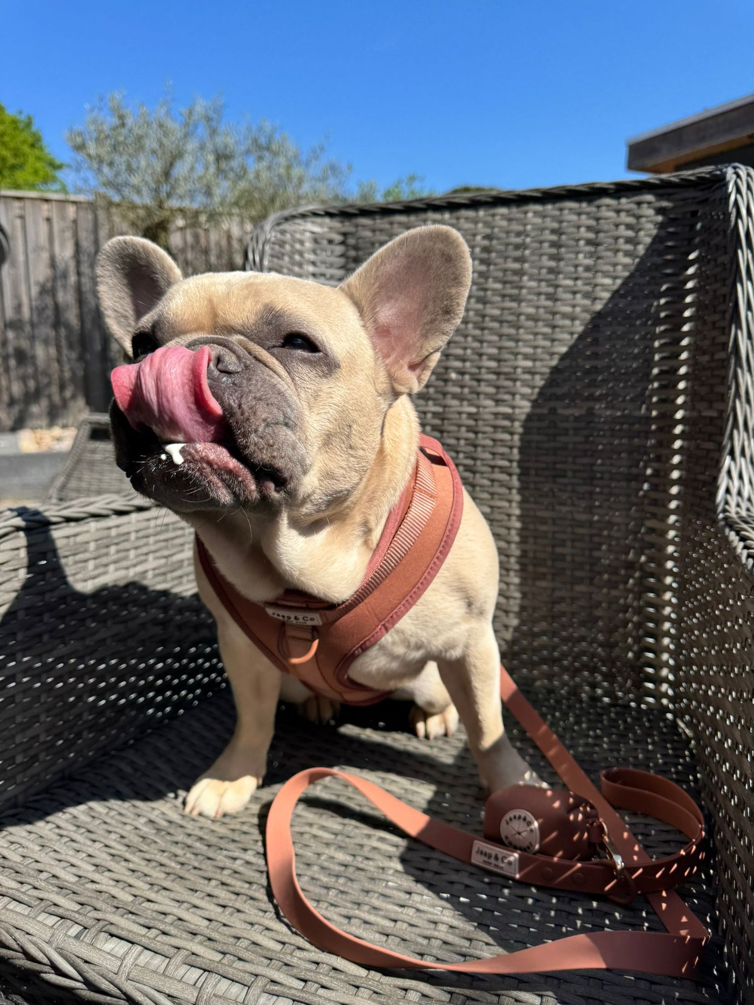 Wandelen met je hond in de zomer: do's & don'ts voor warme dagen