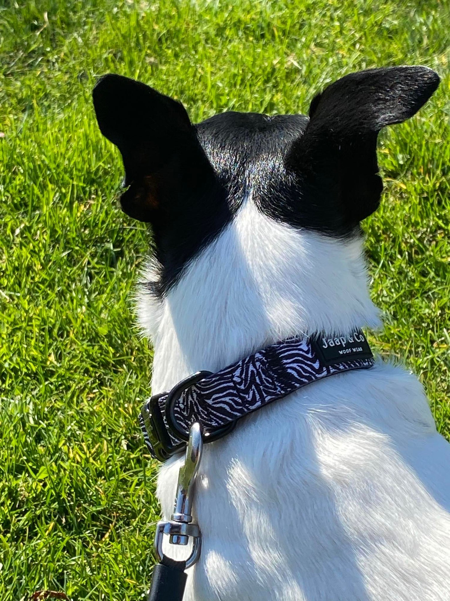 De beste tijden om te wandelen met je hond bij warm weer