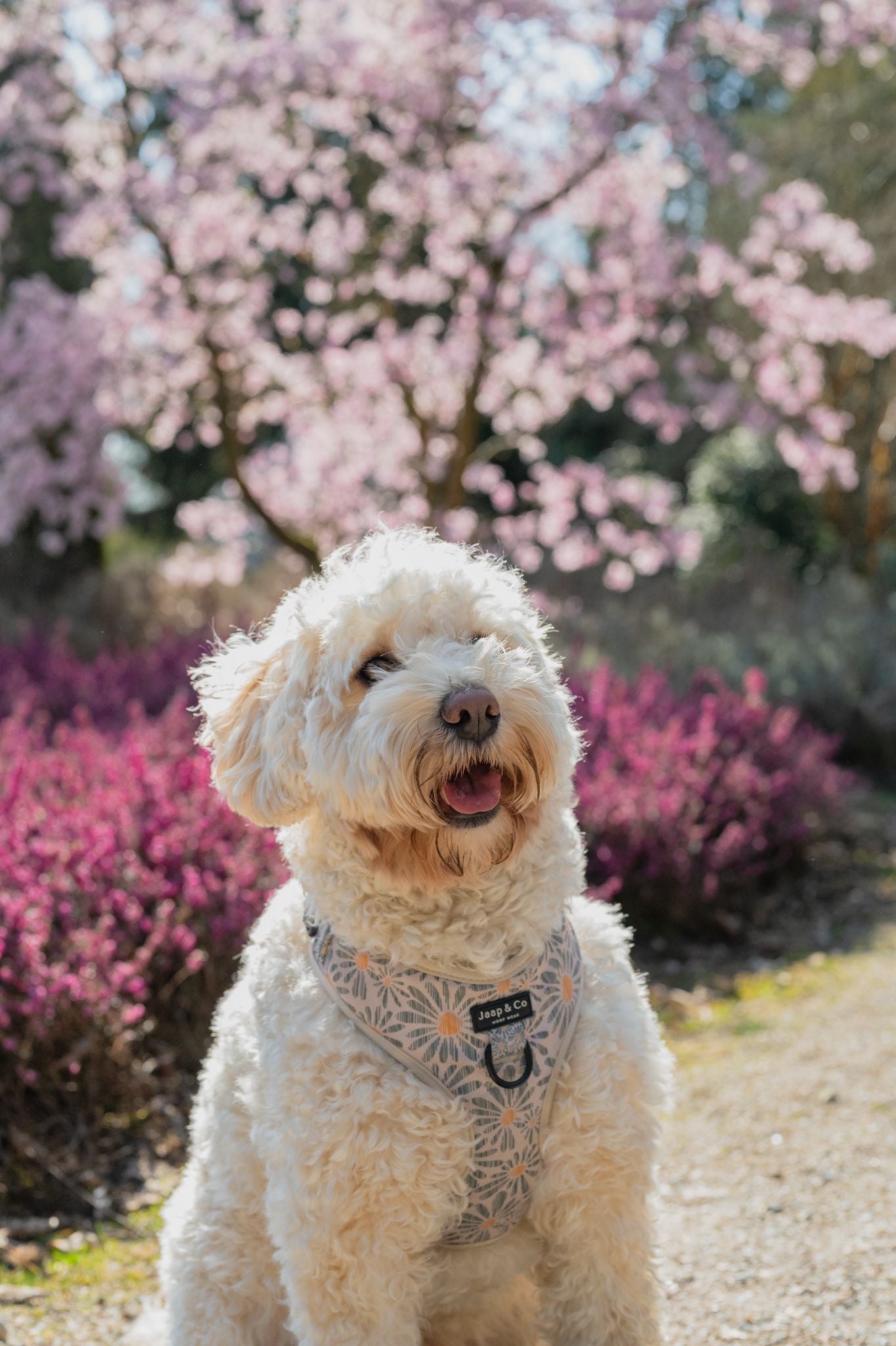 Nieuwe wandelaccessoires voor honden in juni | Jaap & Co Woof Wear