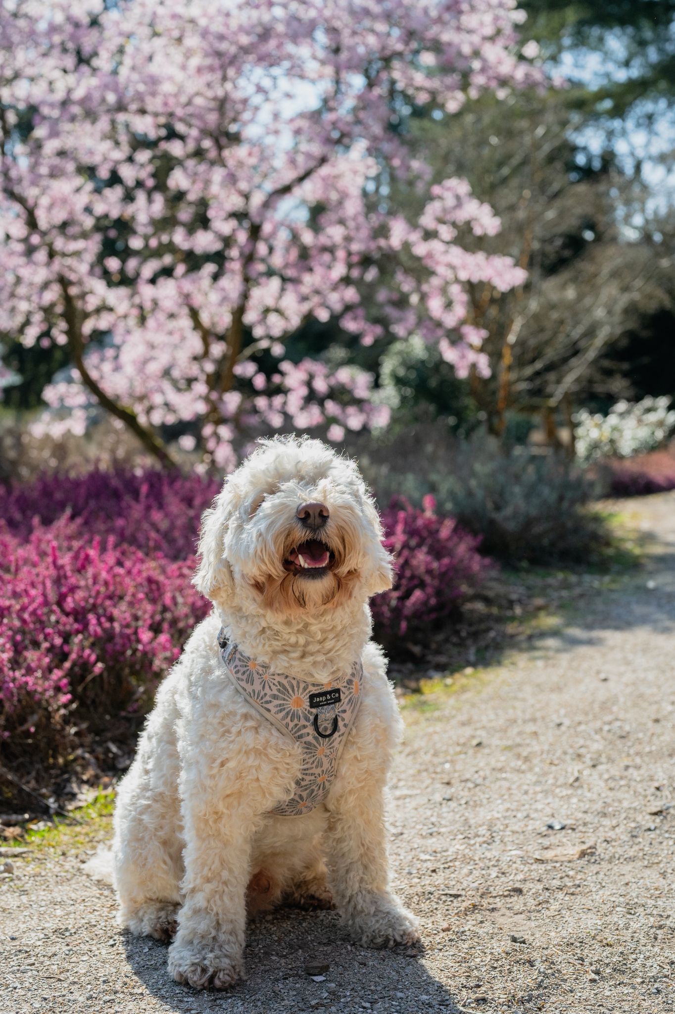 De beste wandelroutes met je hond in de zomer: schaduw &amp; water centraal