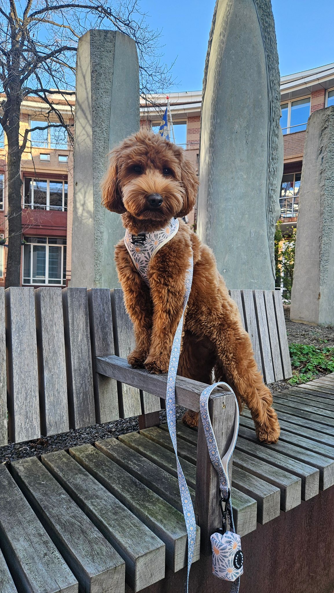 Dagje weg met je hond: deze uitjes zijn hondvriendelijk én leuk voor jou