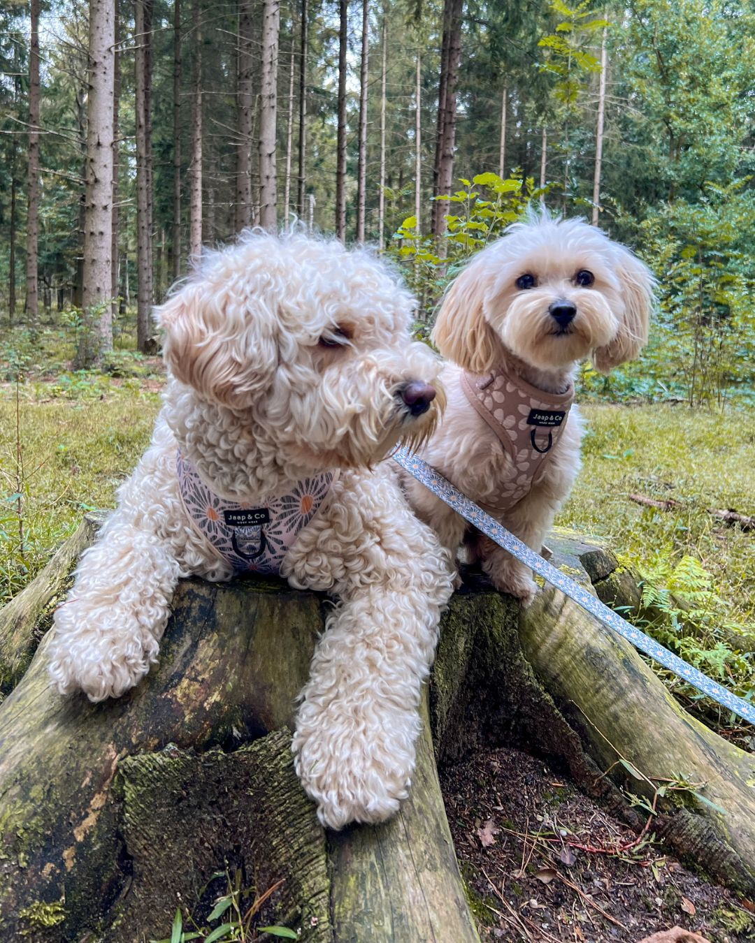 Seizoensverzorging: vacht & gezondheid in de herfst