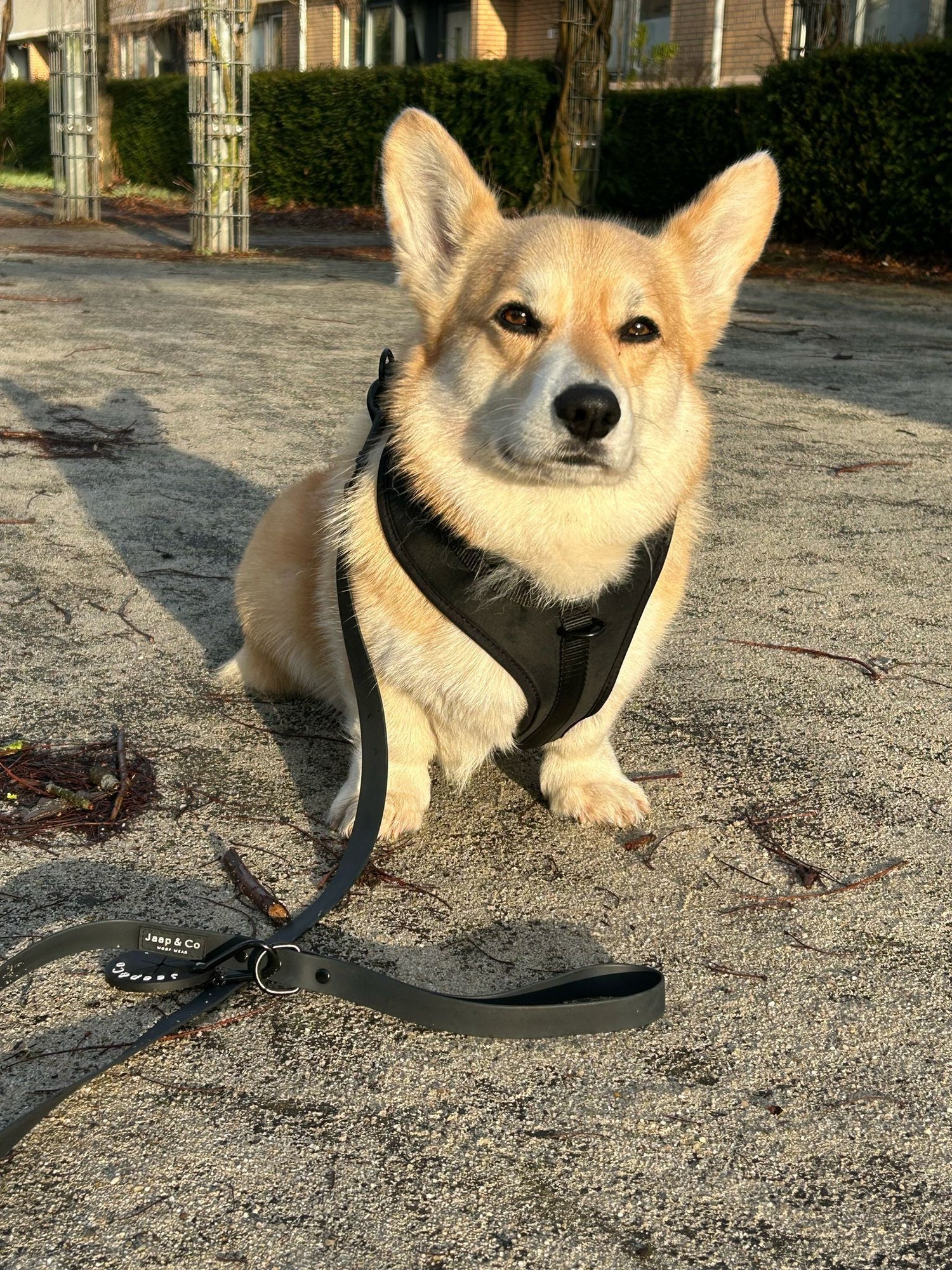 5x tips om je hond koel te houden tijdens warme dagen