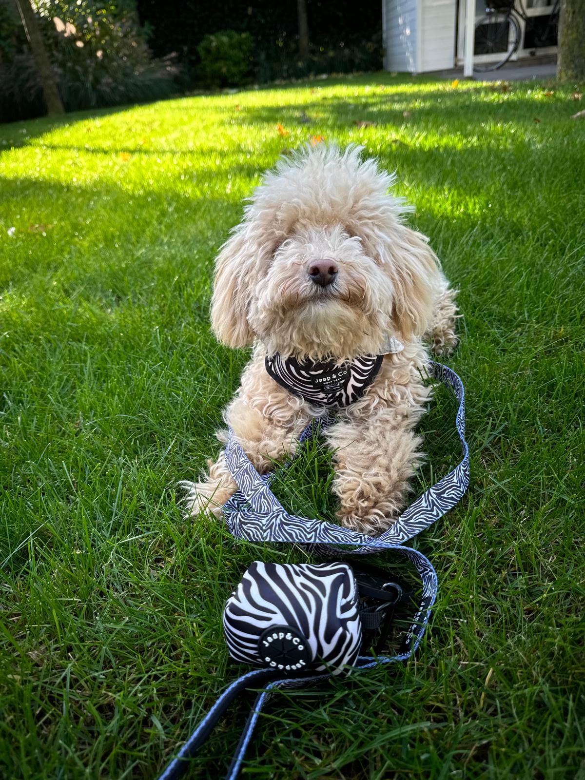Mijn hond trekt aan de riem, wat nu? Oorzaken en oplossingen