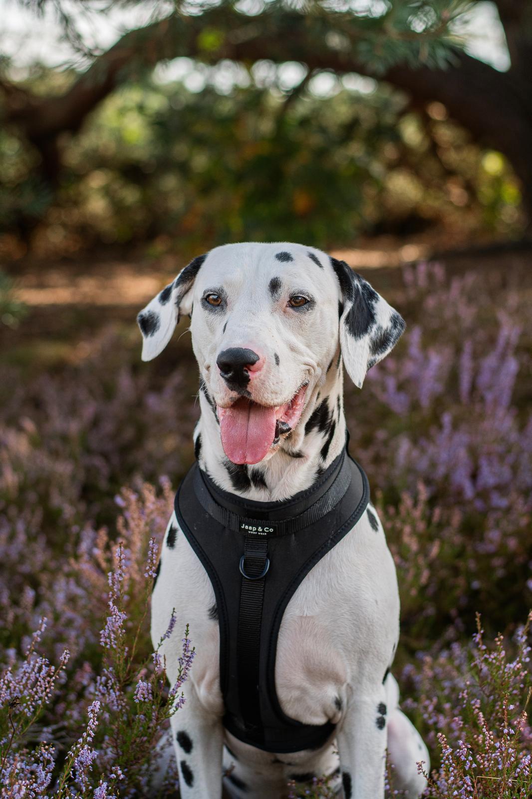 Comfort en stijl voor jouw hond | Jaap&Co Woof Wear