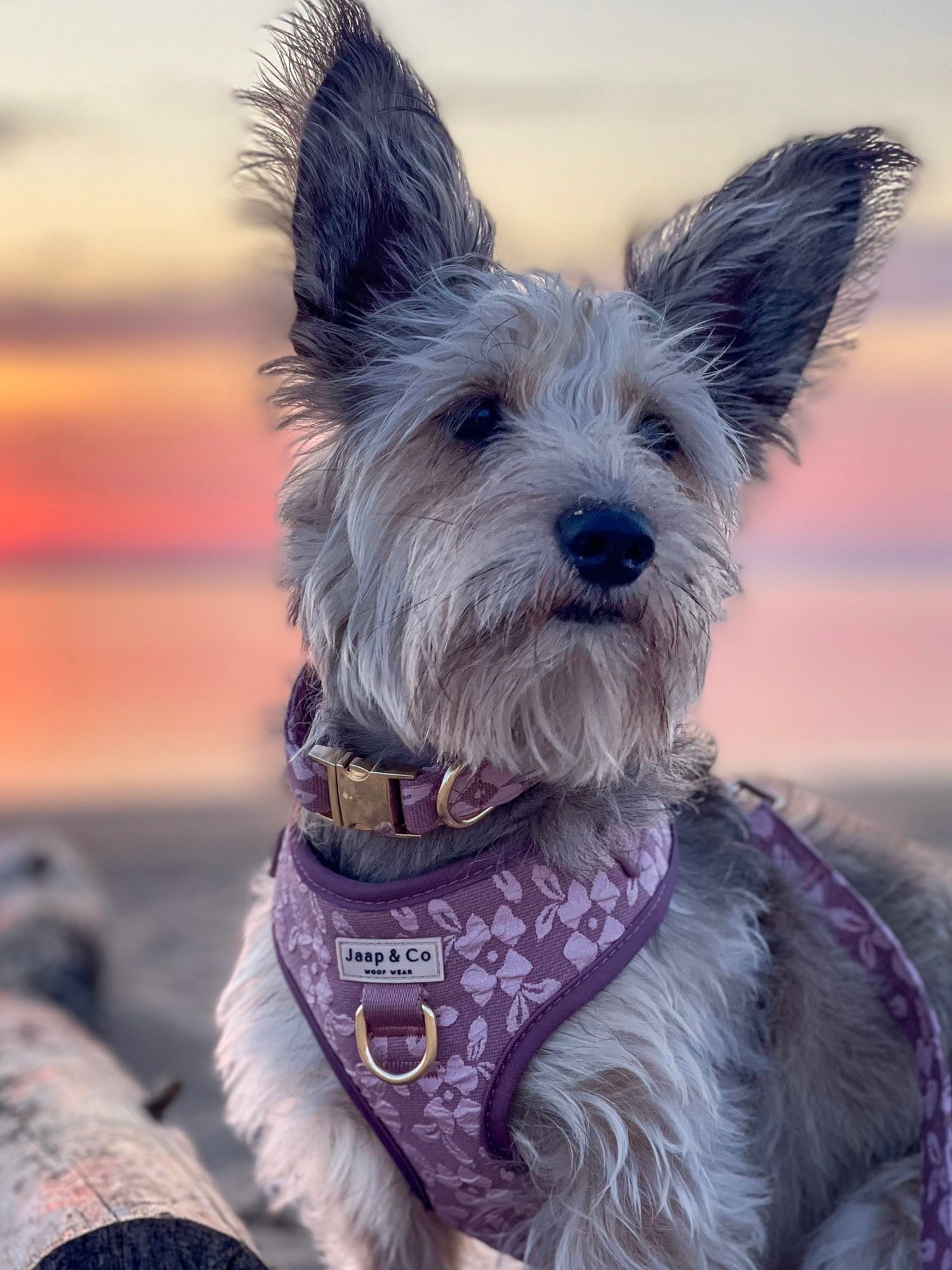 Samen leren, samen groeien: tips voor het trainen van je puppy