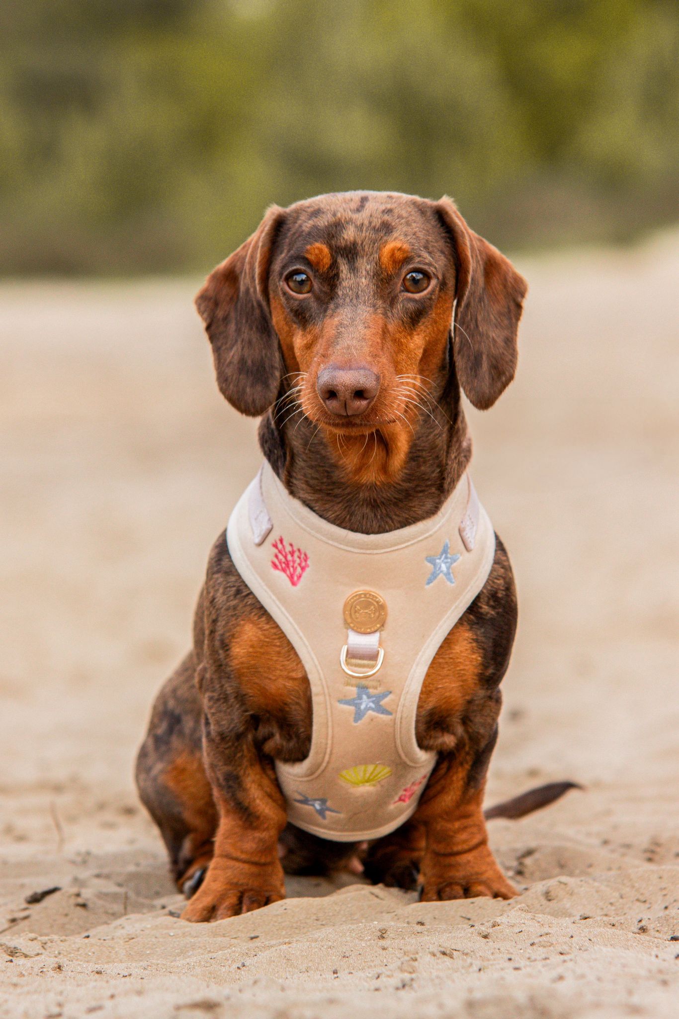 Hond mee op vakantie: de ultieme packlist voor een zorgeloze zomer