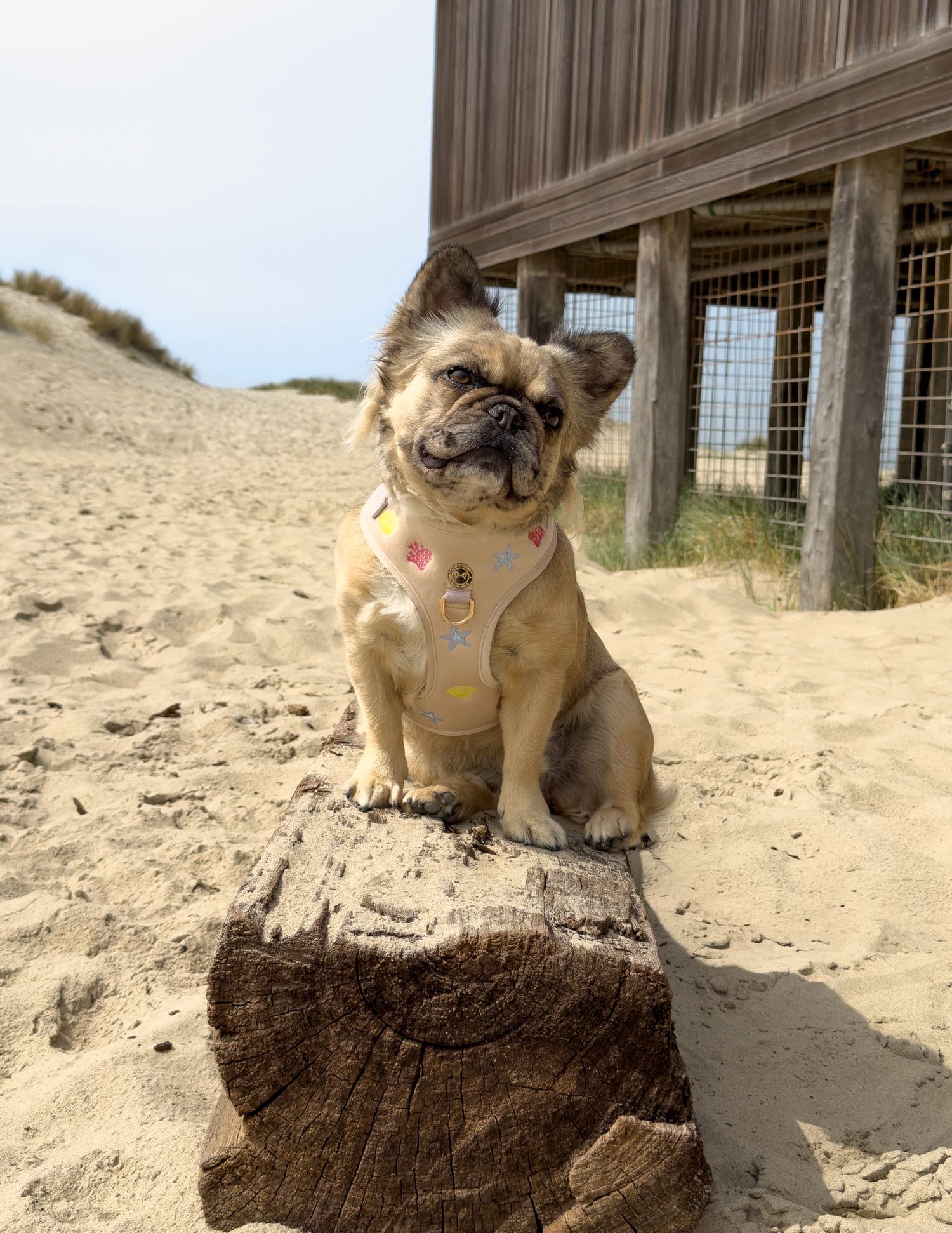 De leukste hondvriendelijke dagjes uit in Nederland deze zomer