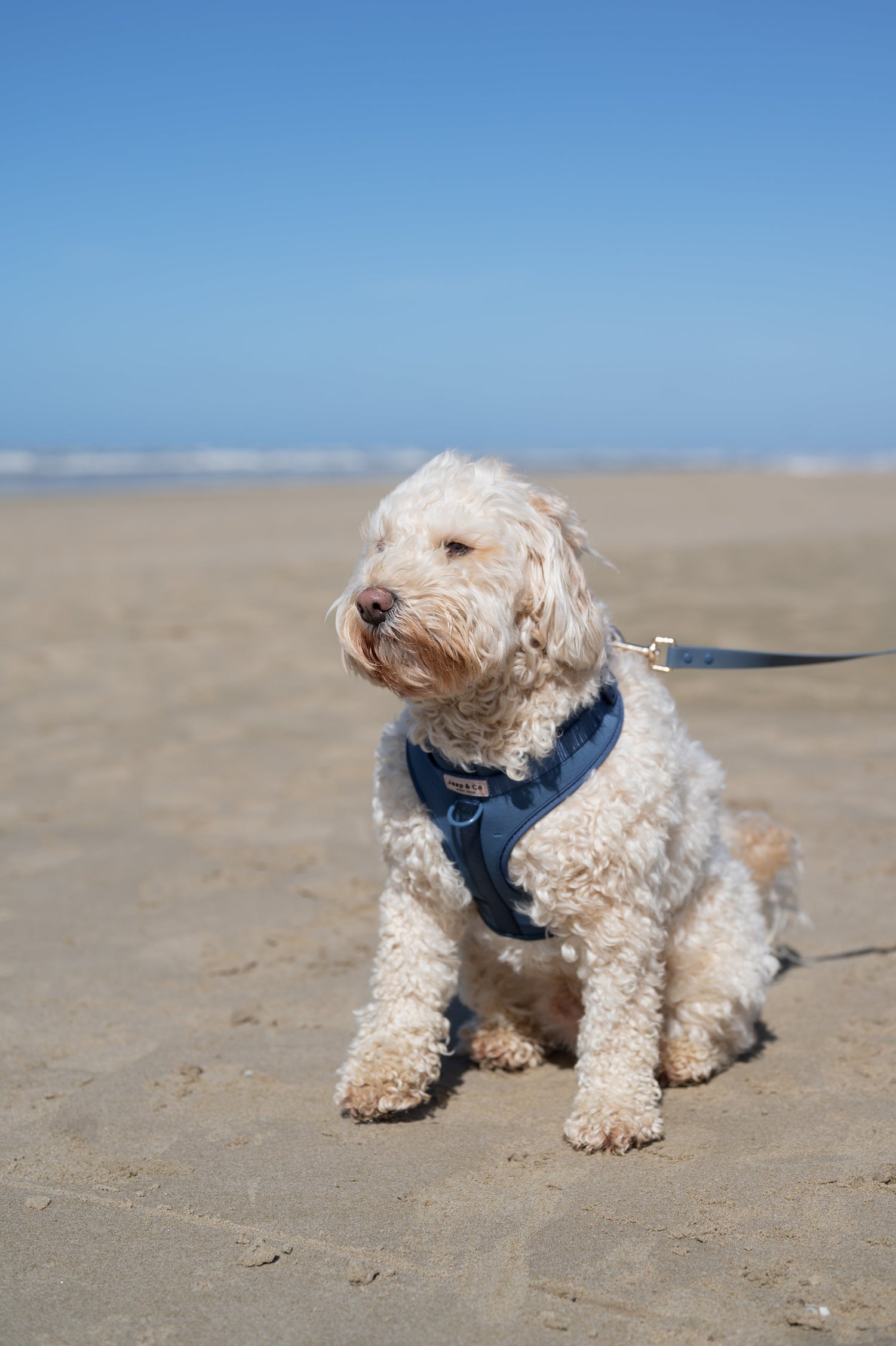 Waarom een matching tuigje & riem set de slimste keuze is voor jouw hond