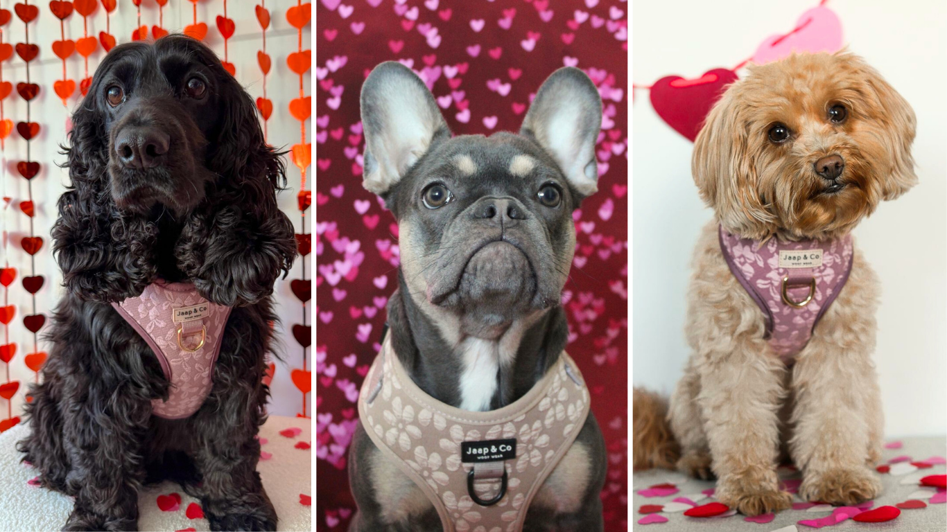 Last minute Valentijnscadeau voor je hond (snelle cadeautips)