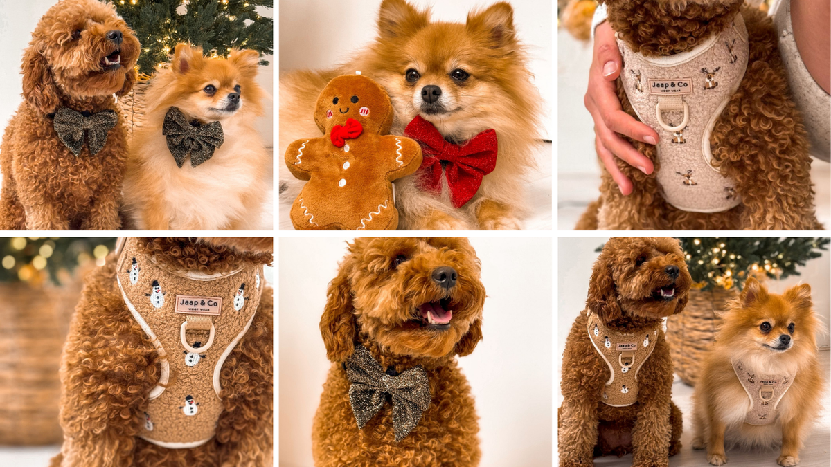 Jaap & Co staat op The Little Dogs Party Kerstspecial in Breda! 🎄🐾