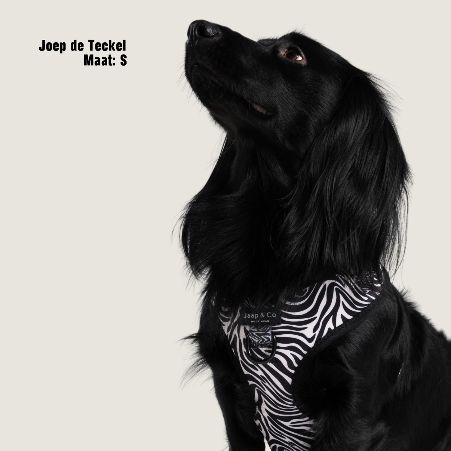 Zebra Chic - Hondentuigje