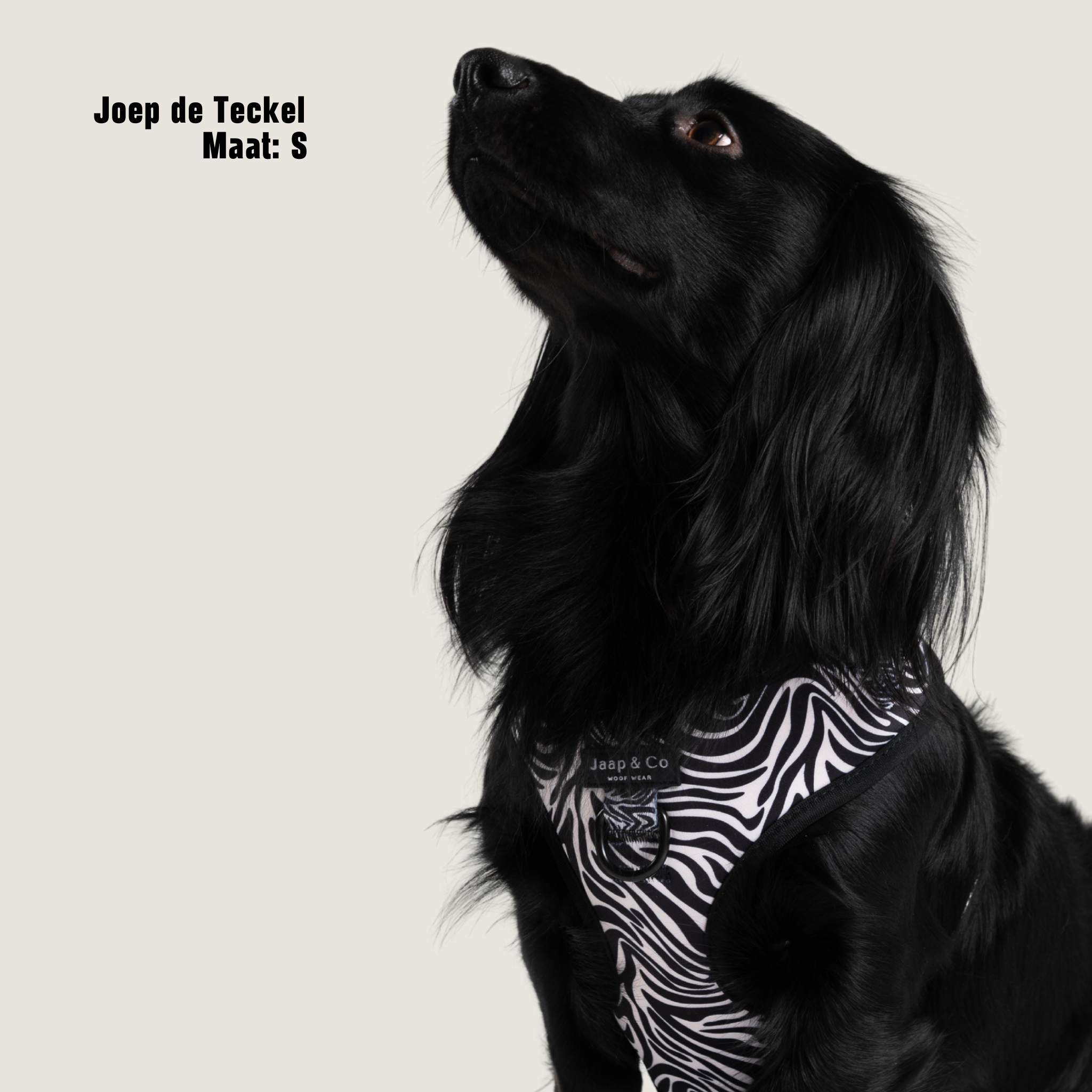 Zebra Chic - Hondentuigje