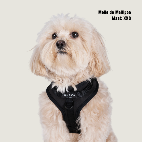 Black Paws Waterproof - Hondentuigje