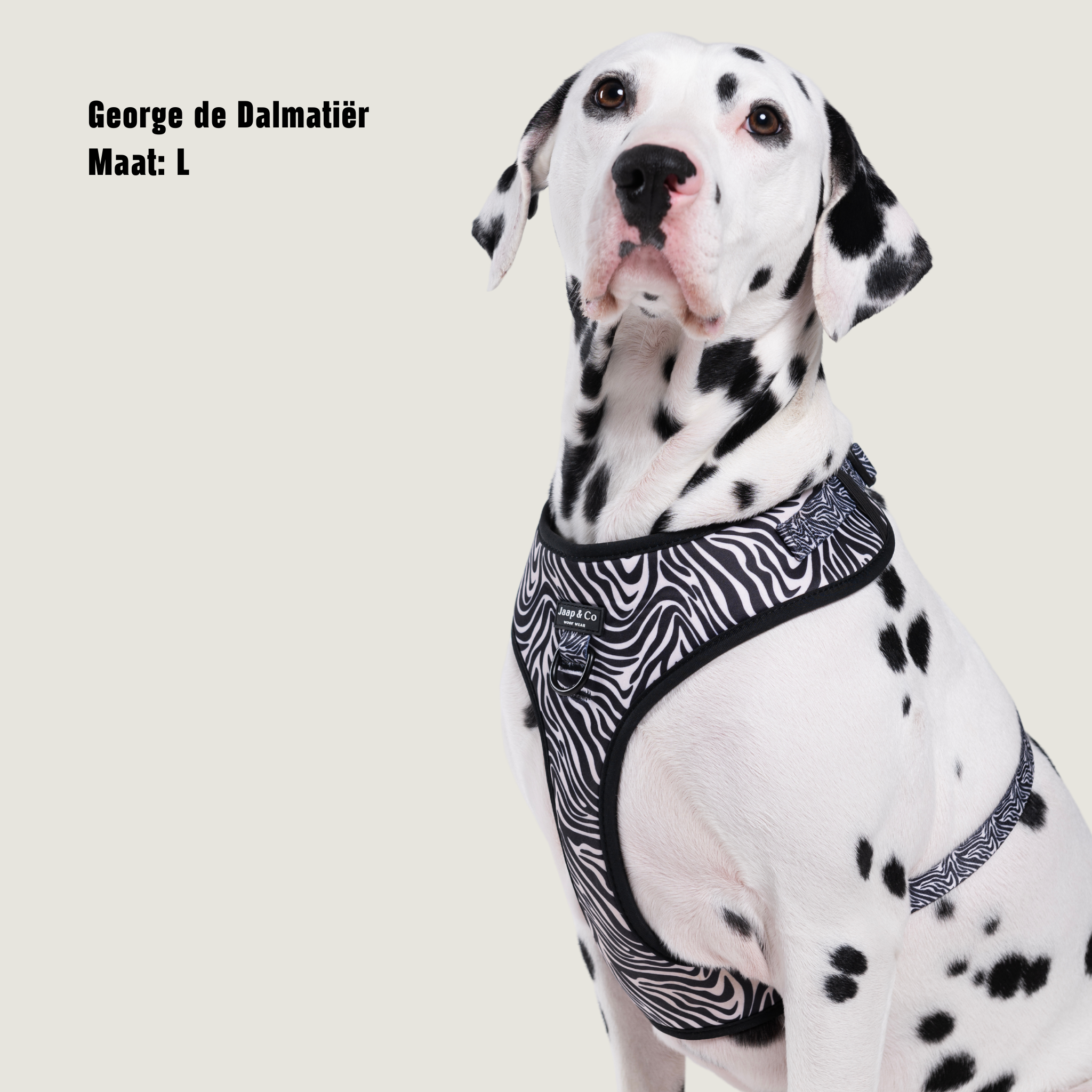 Zebra Chic - Hondentuigje