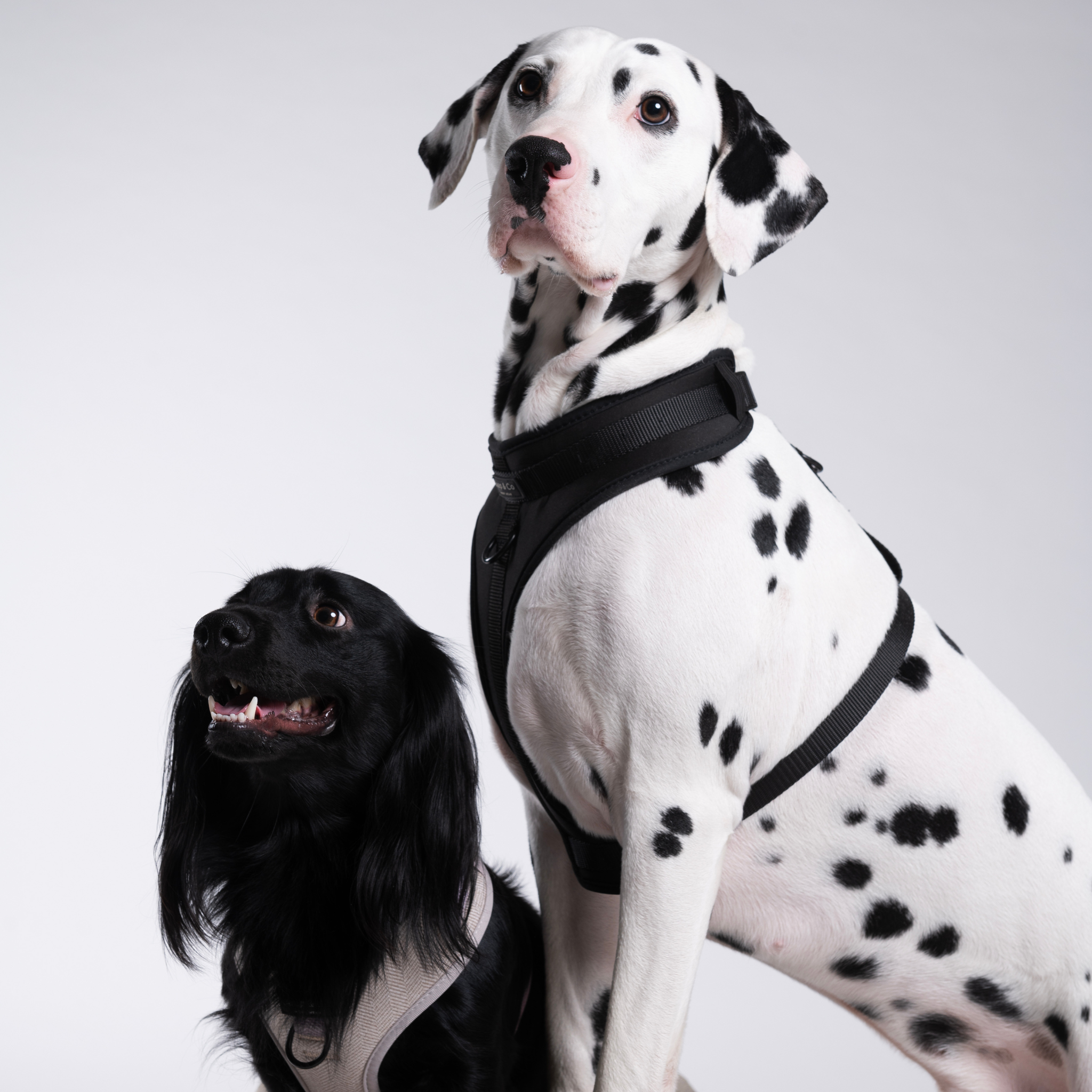 Black Paws Waterproof - Dog Harness