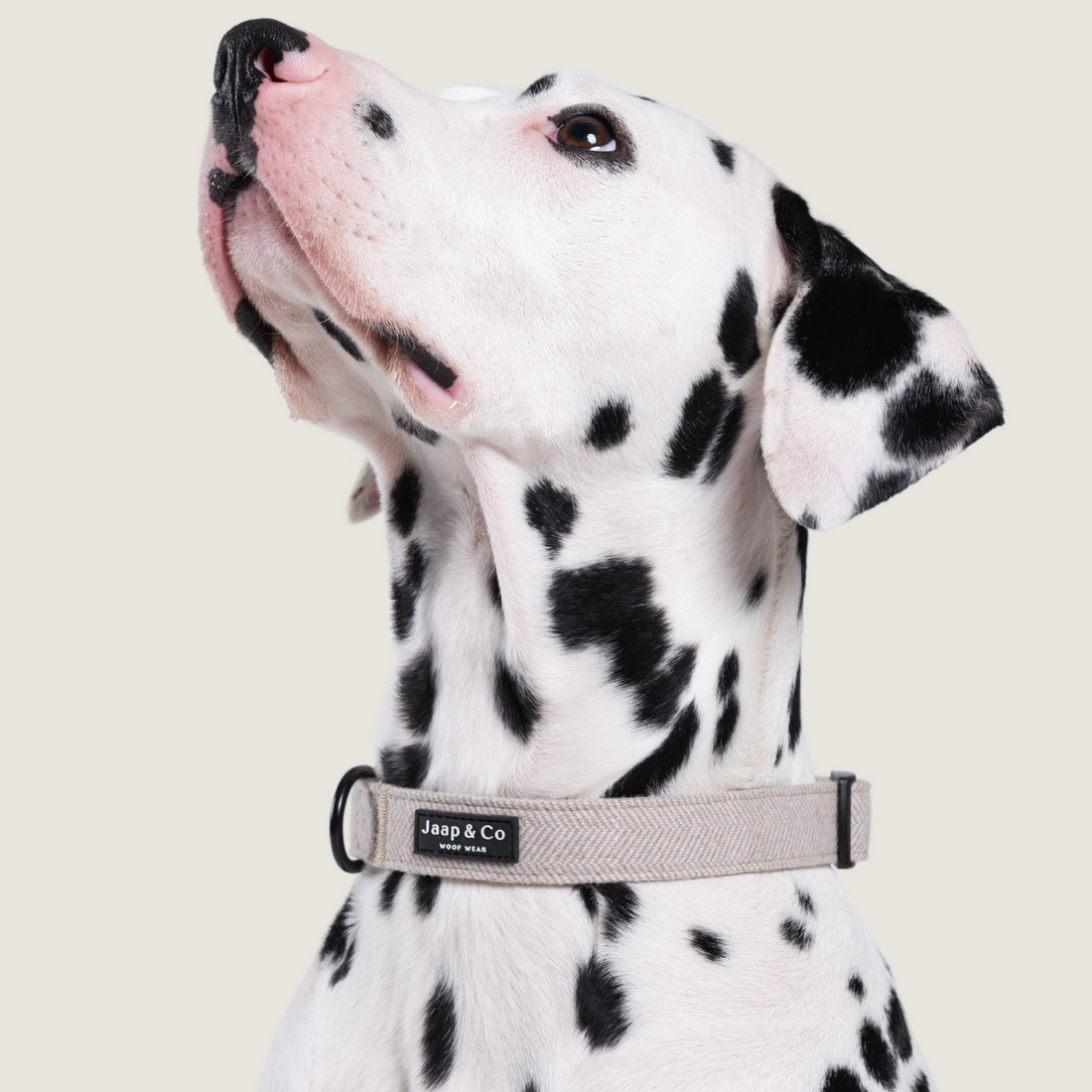 Classic Beige - Hondenhalsband