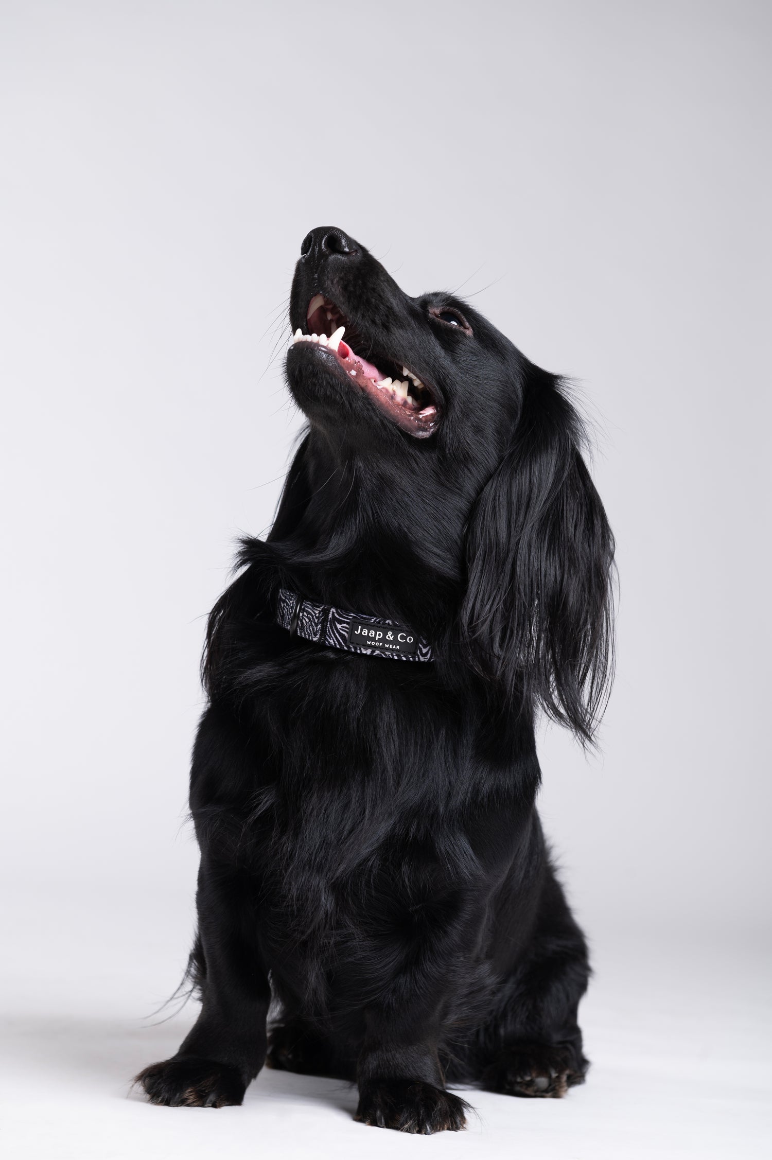 Zebra Chic - Dog Collar