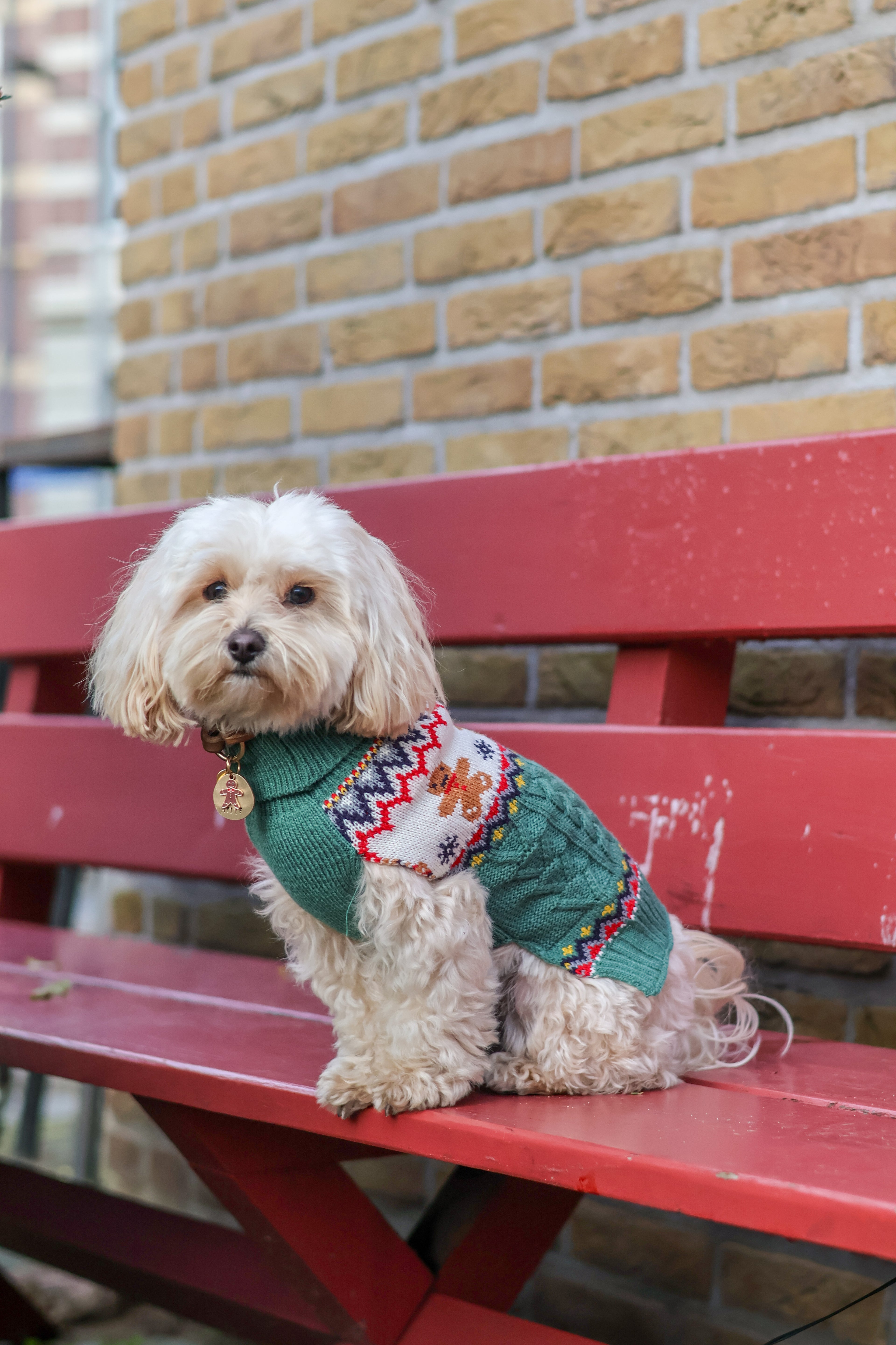 Kersttrui voor Honden – Gingerbread Cookies