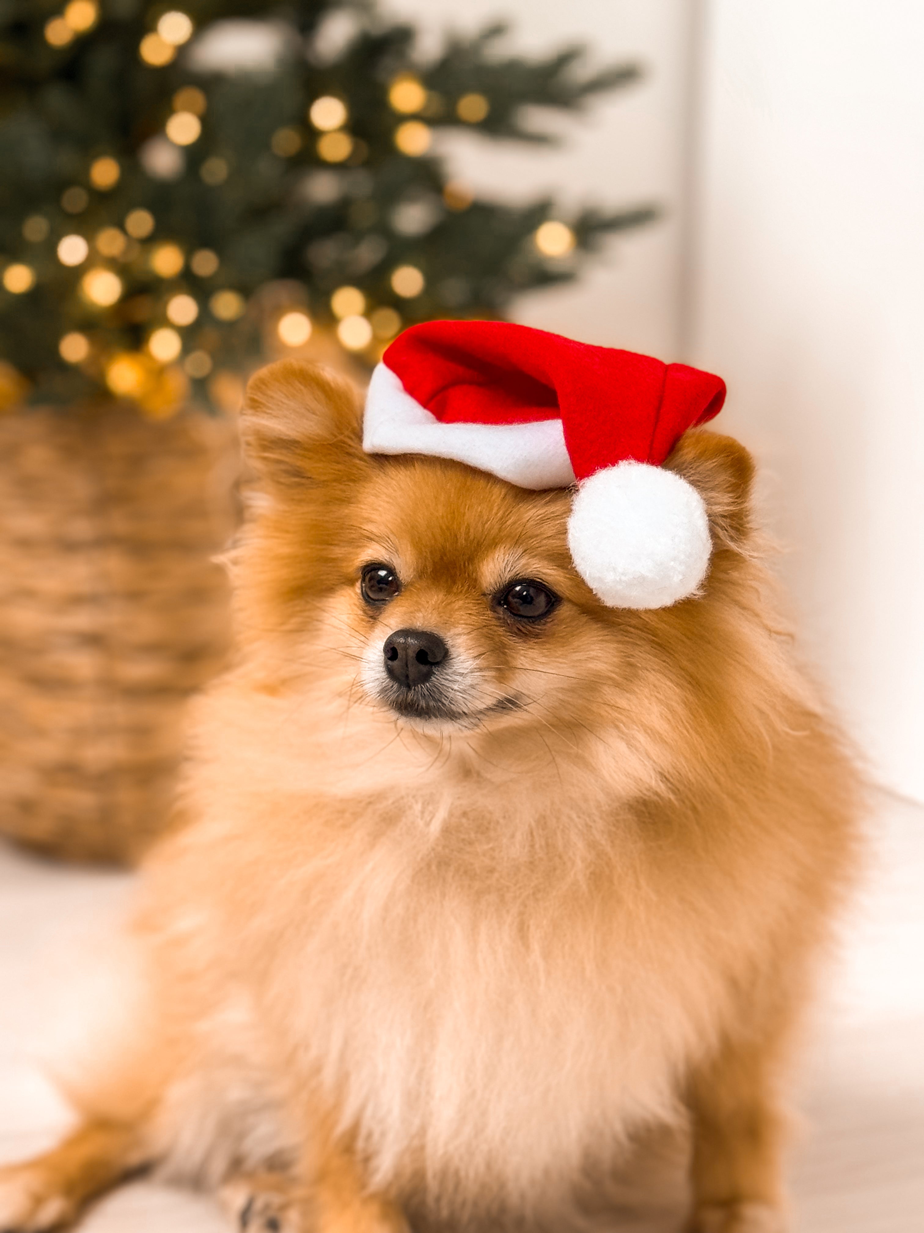 Kerstmuts voor Hond of Kat – Feestelijke Accessoire met Elastiek