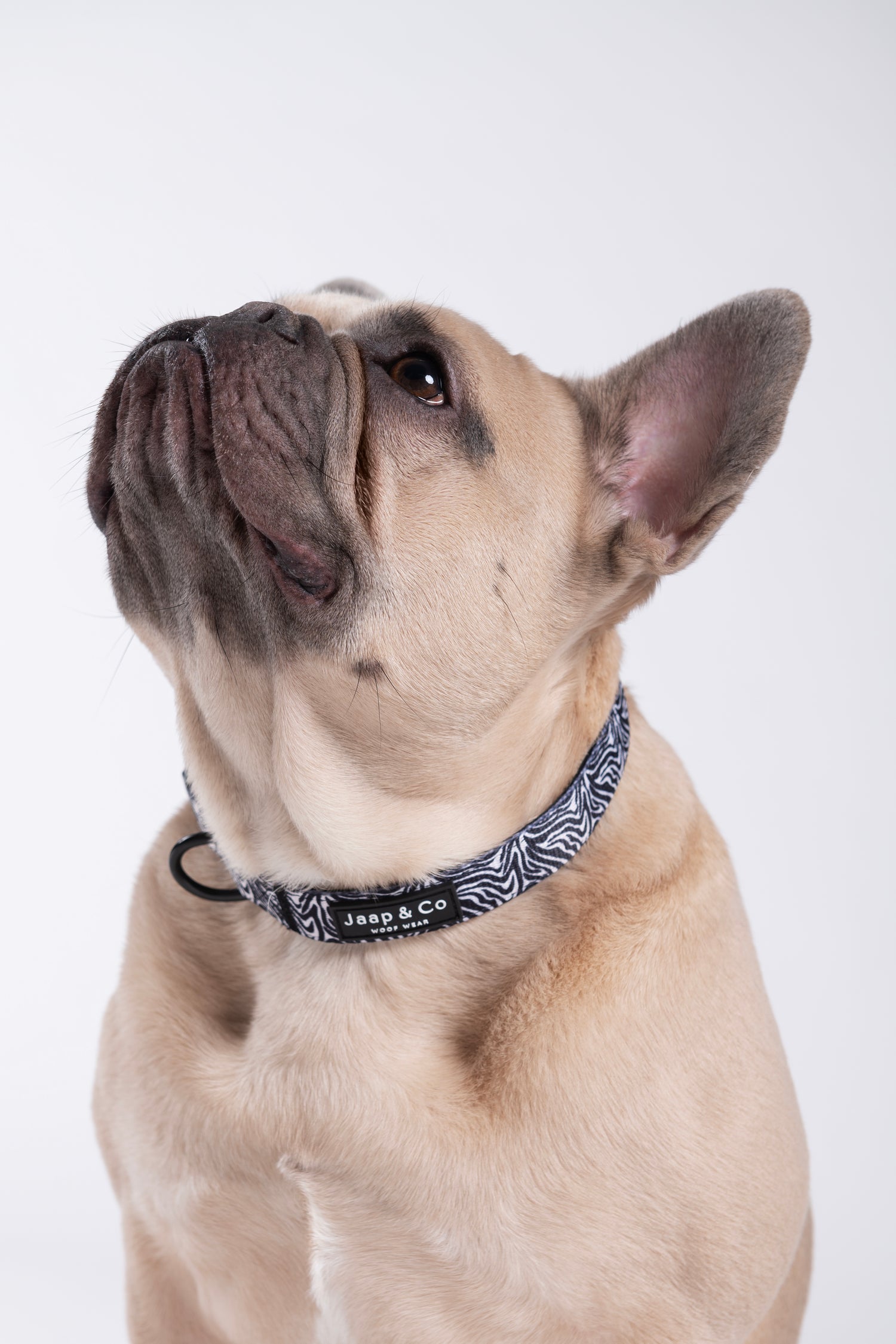 Zebra Chic - Dog Collar