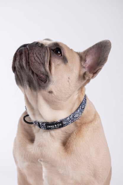 Zebra Chic - Dog Collar