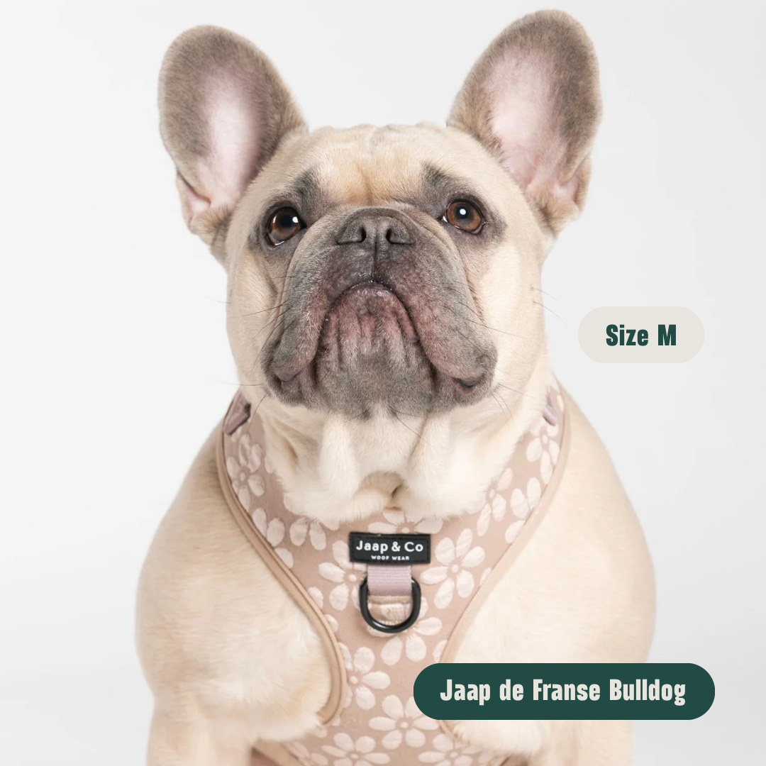 Blush Elegance - Hundegeschirr