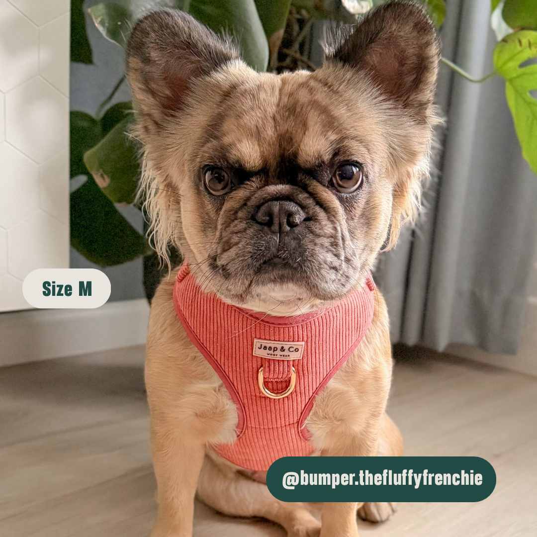 Golden Trails - Hondentuigje