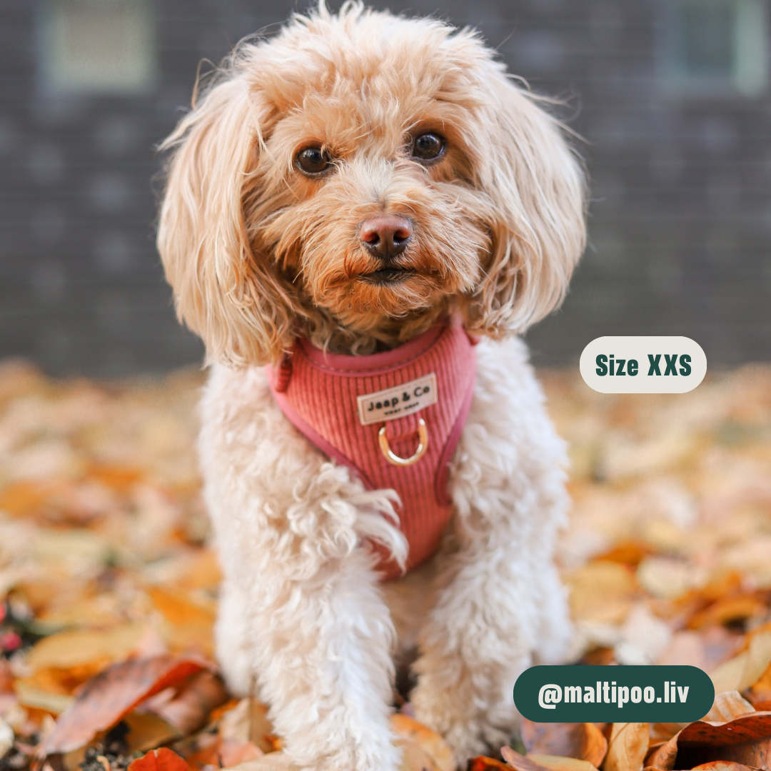 Golden Trails - Hondentuigje